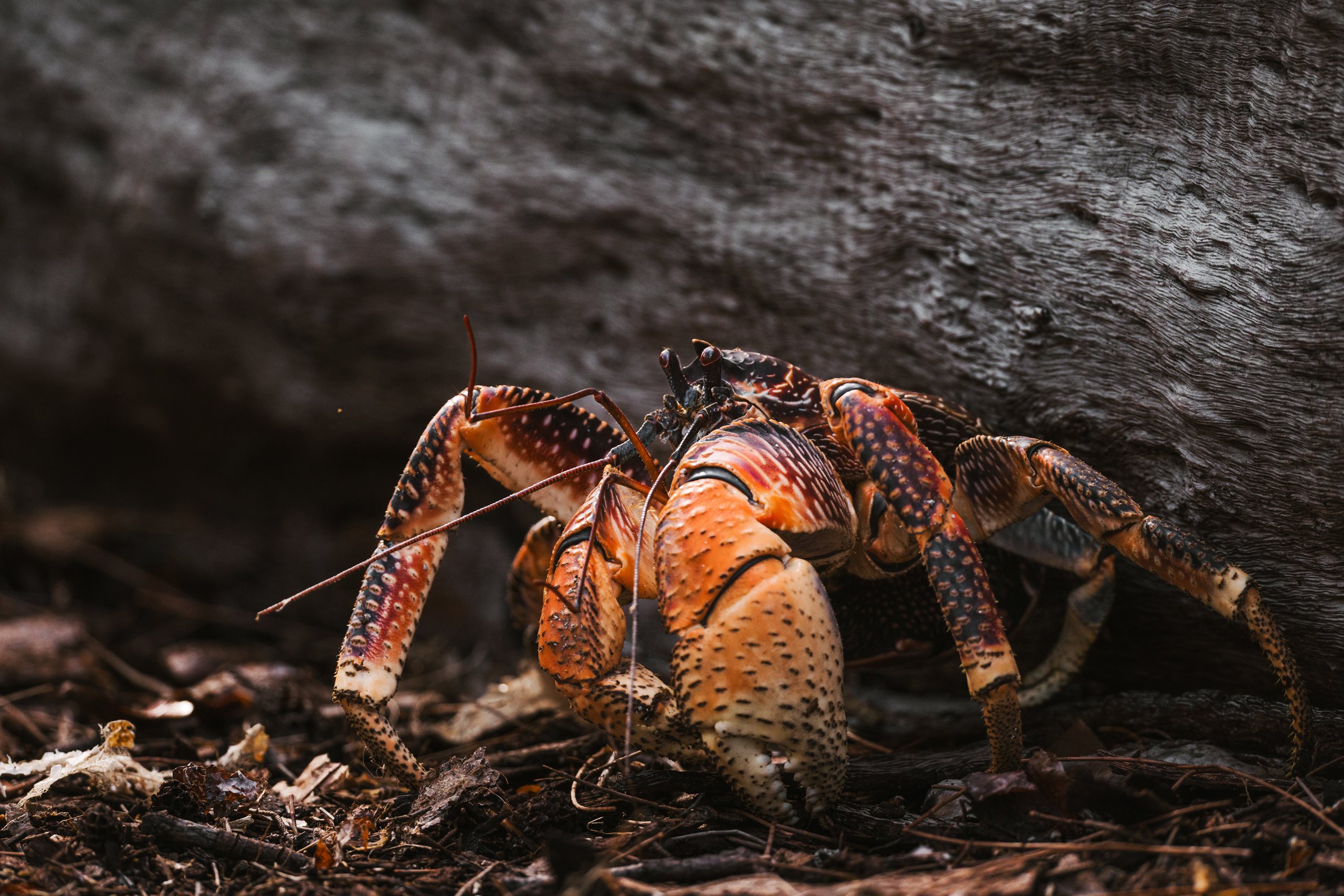 Coconut crab on the forest floor