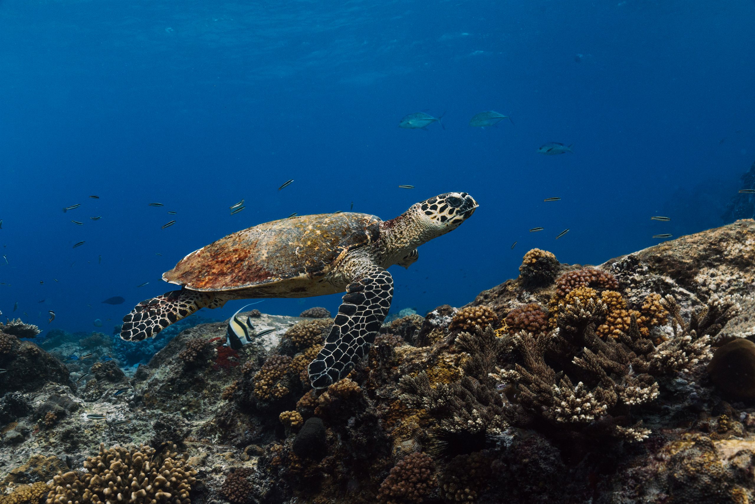 Hawksbill turtle swimming over a coral reef
