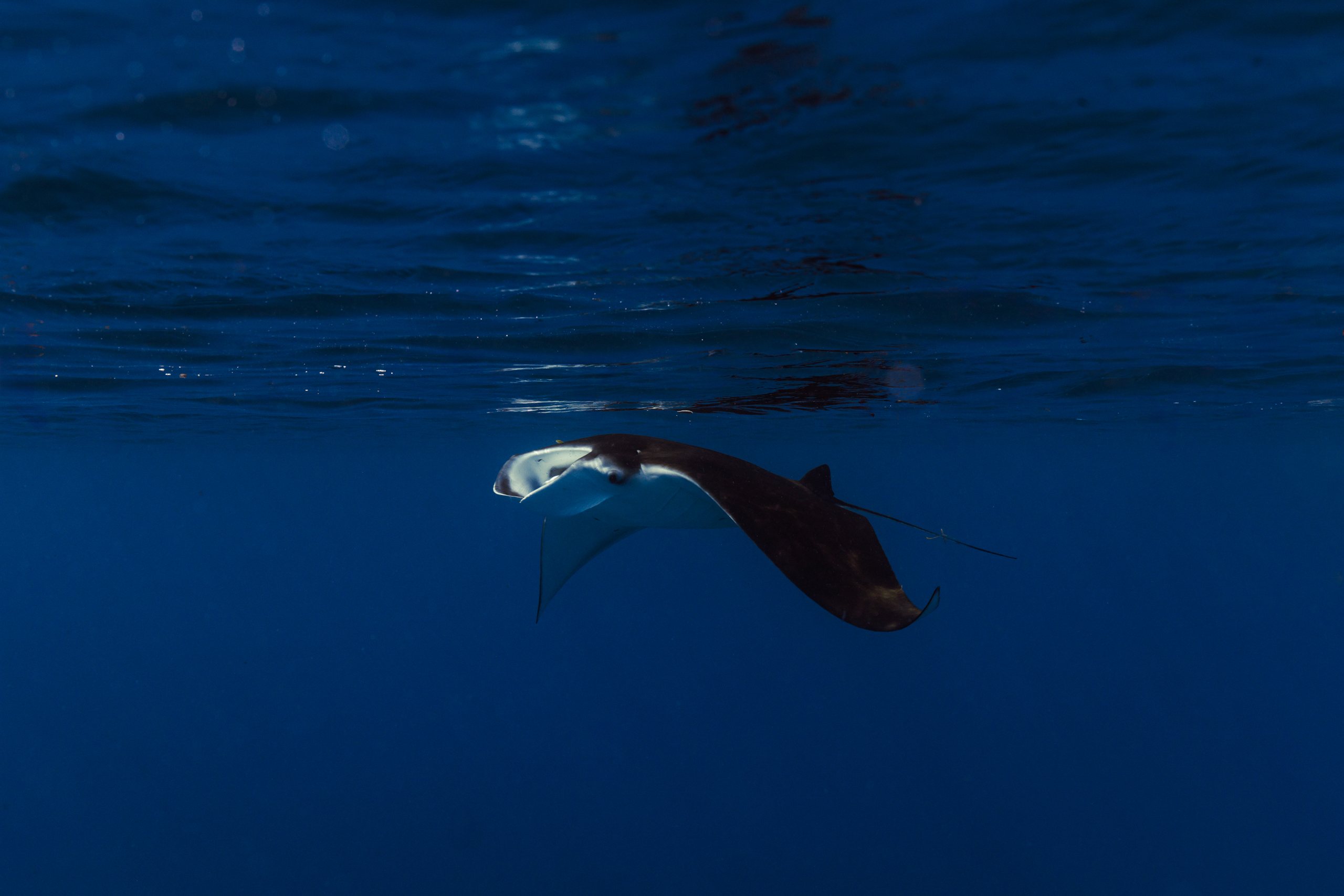 Manta ray gliding through deep blue water