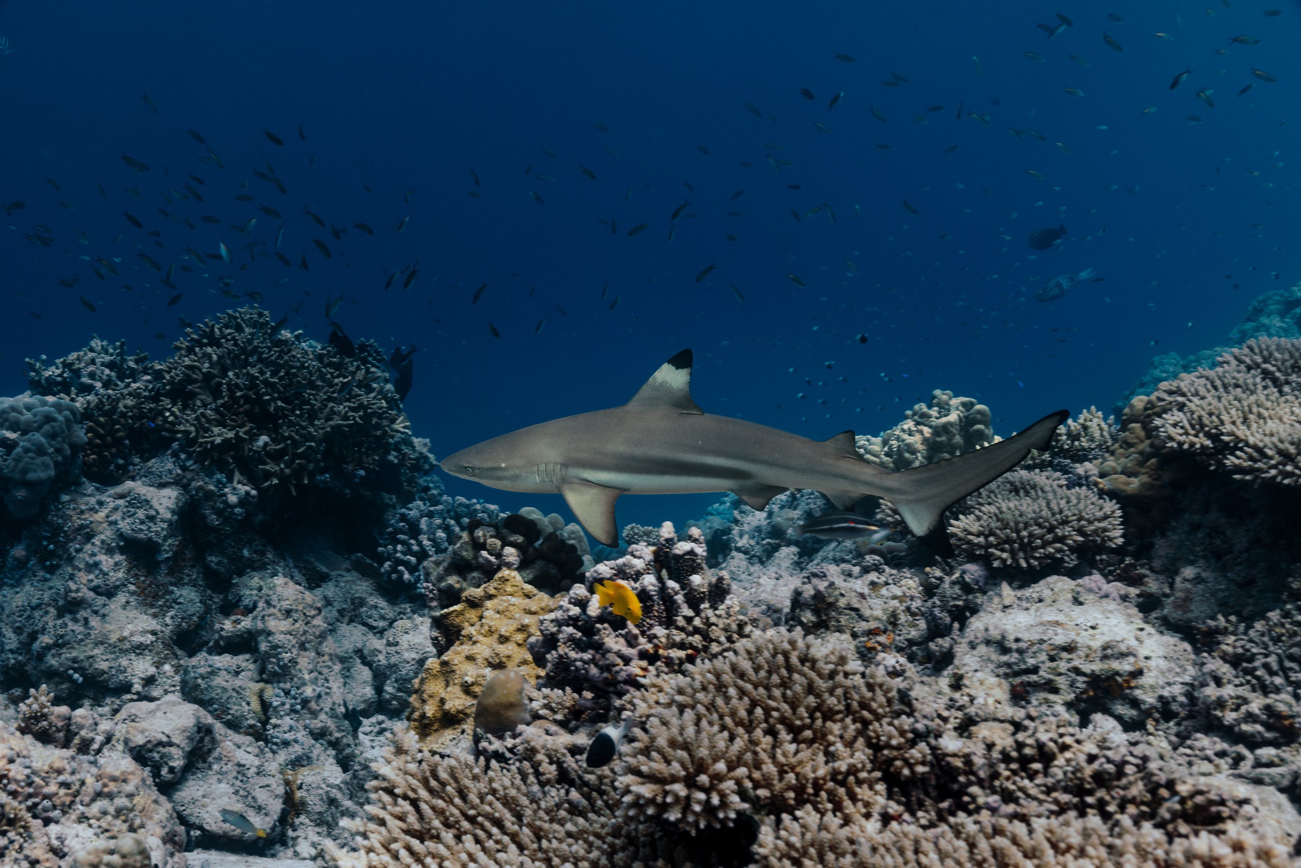 Blacktip reef shark swimming over coral