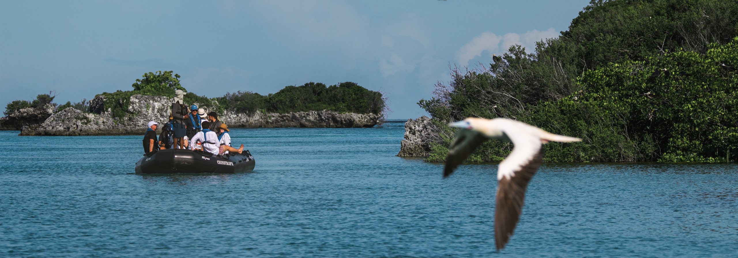 Red-footed booby flying past guests in a tender