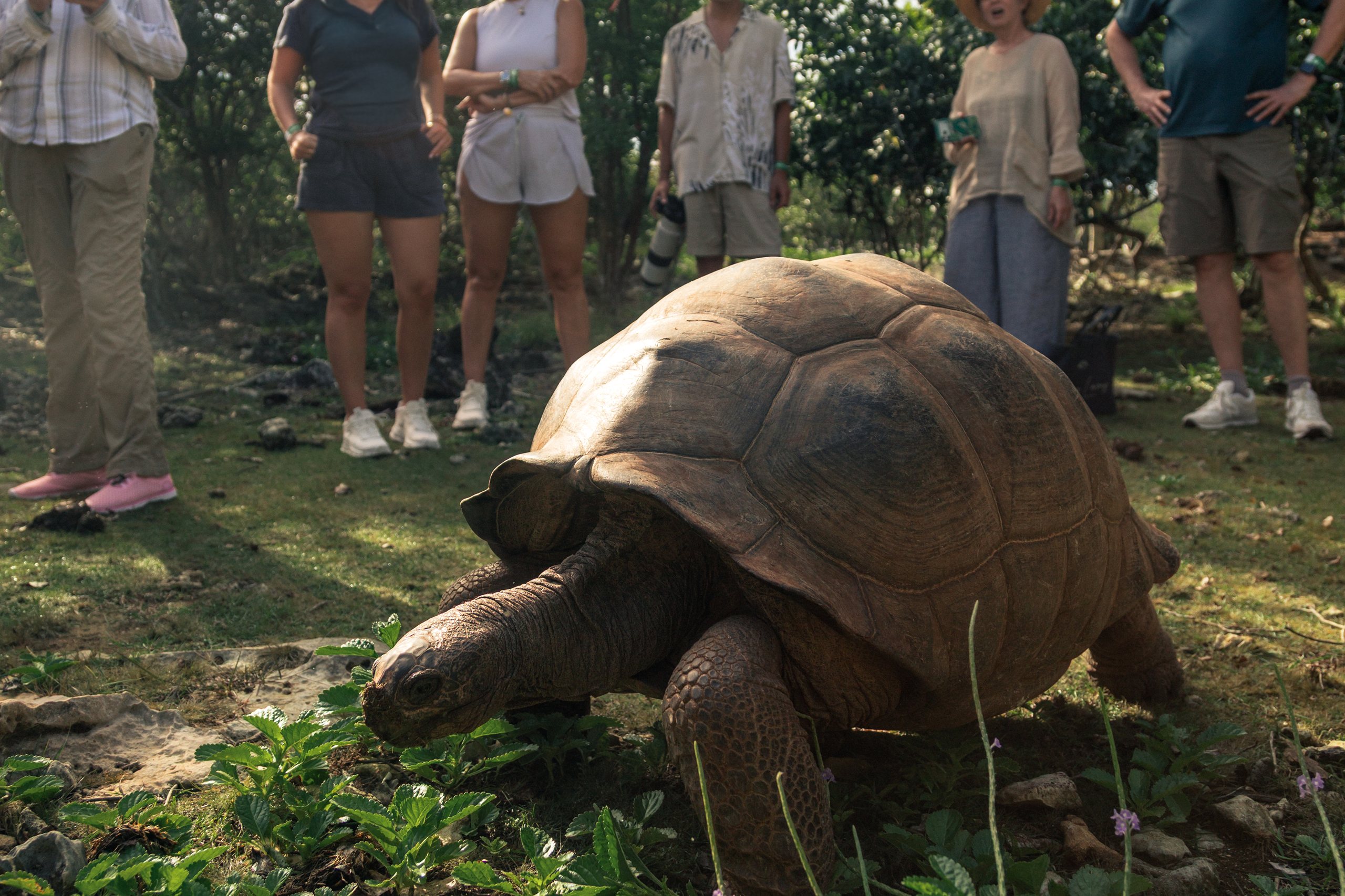 Giant tortoise with guests looking on