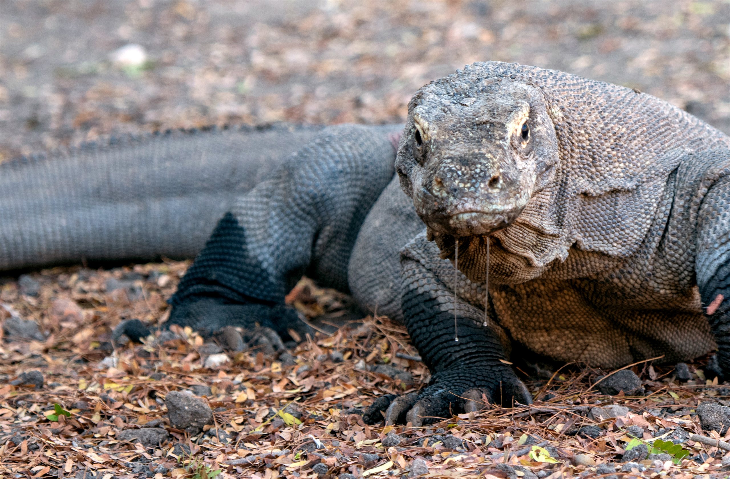 Komodo dragon resting on the ground