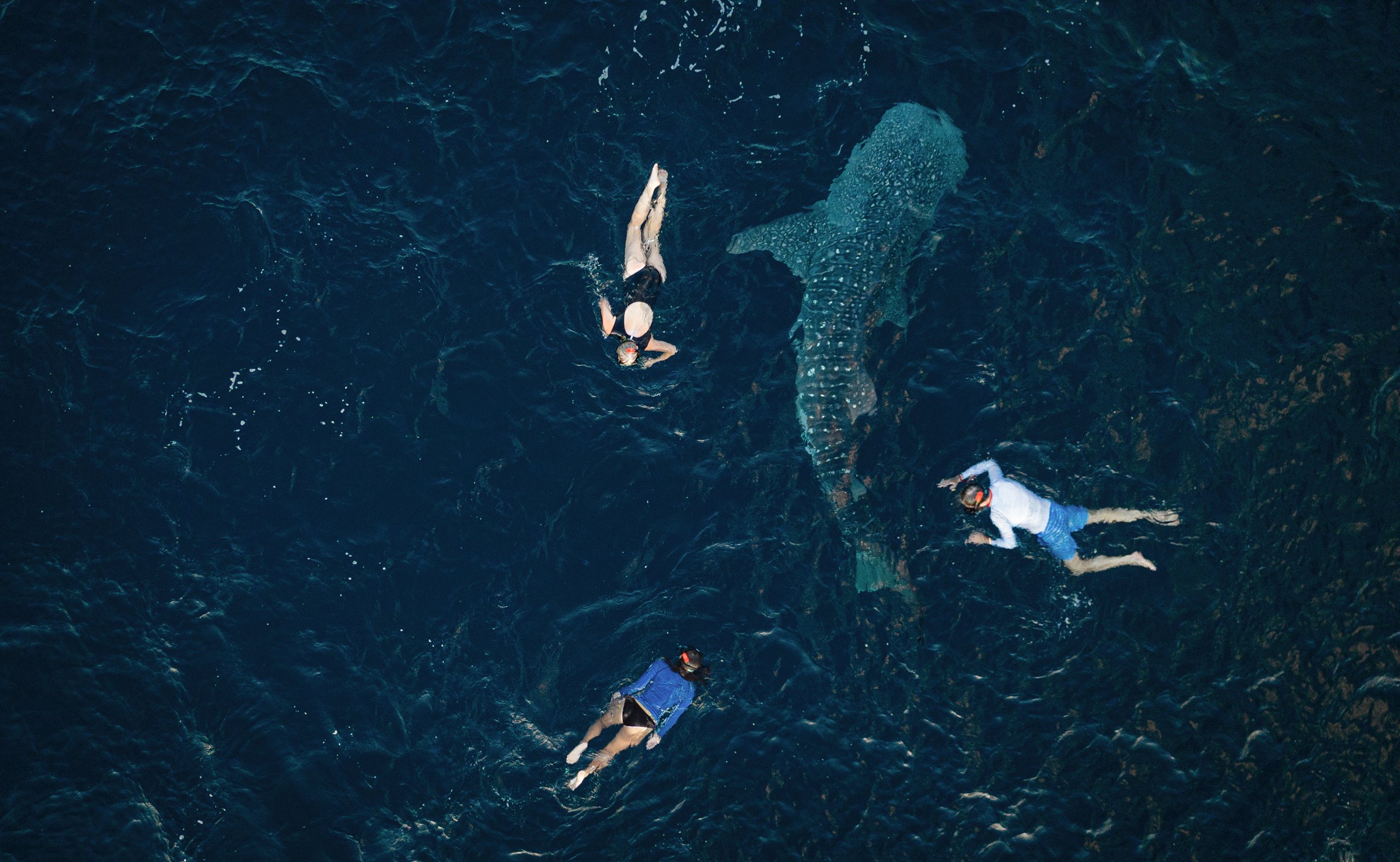 Whale shark swimming near the surface