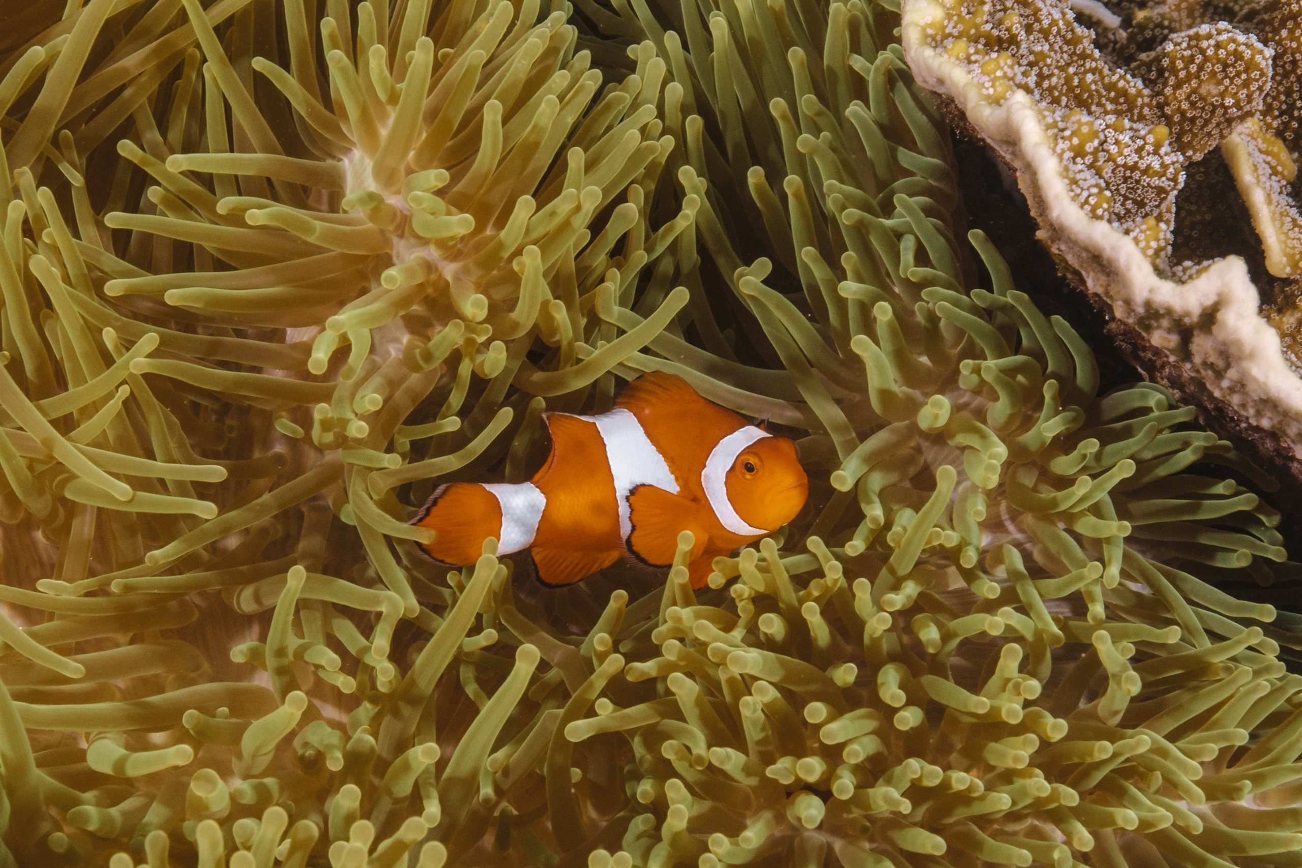 Clownfish sheltering in a sea anemone