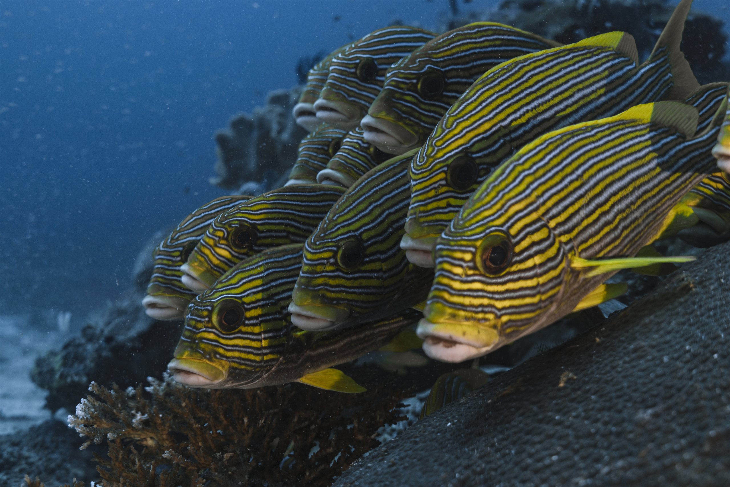 Ribbon sweetlips hovering over coral