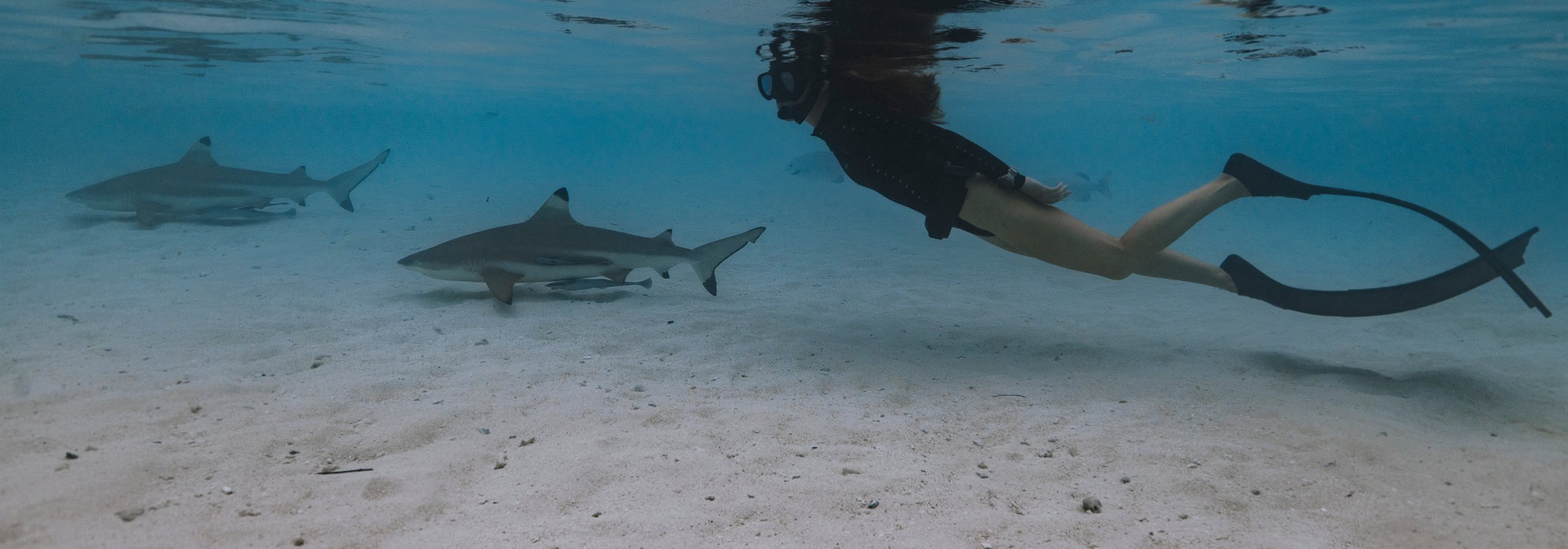 Snorkeller swimming above reef sharks in clear water