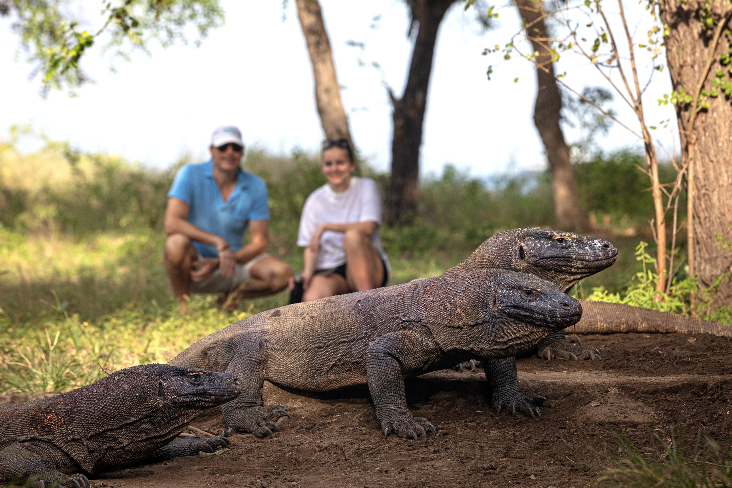 Guests with a ranger watching Komodo dragons