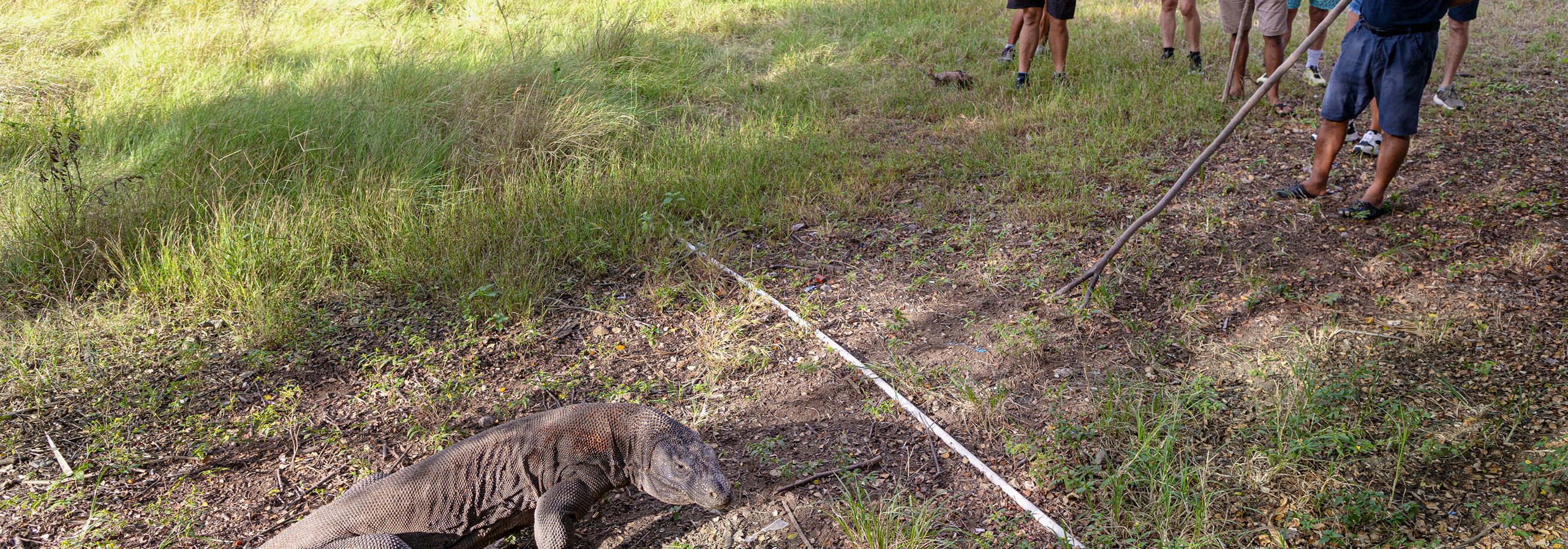 Guests on a guided walk in Komodo National Park