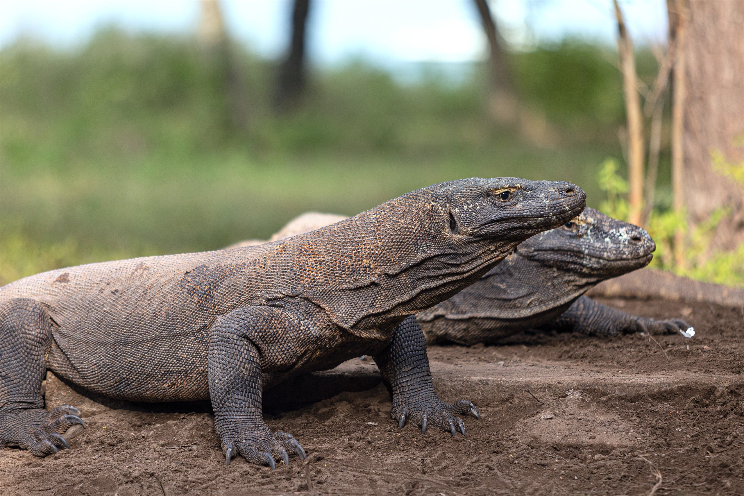 Komodo dragons on a beach