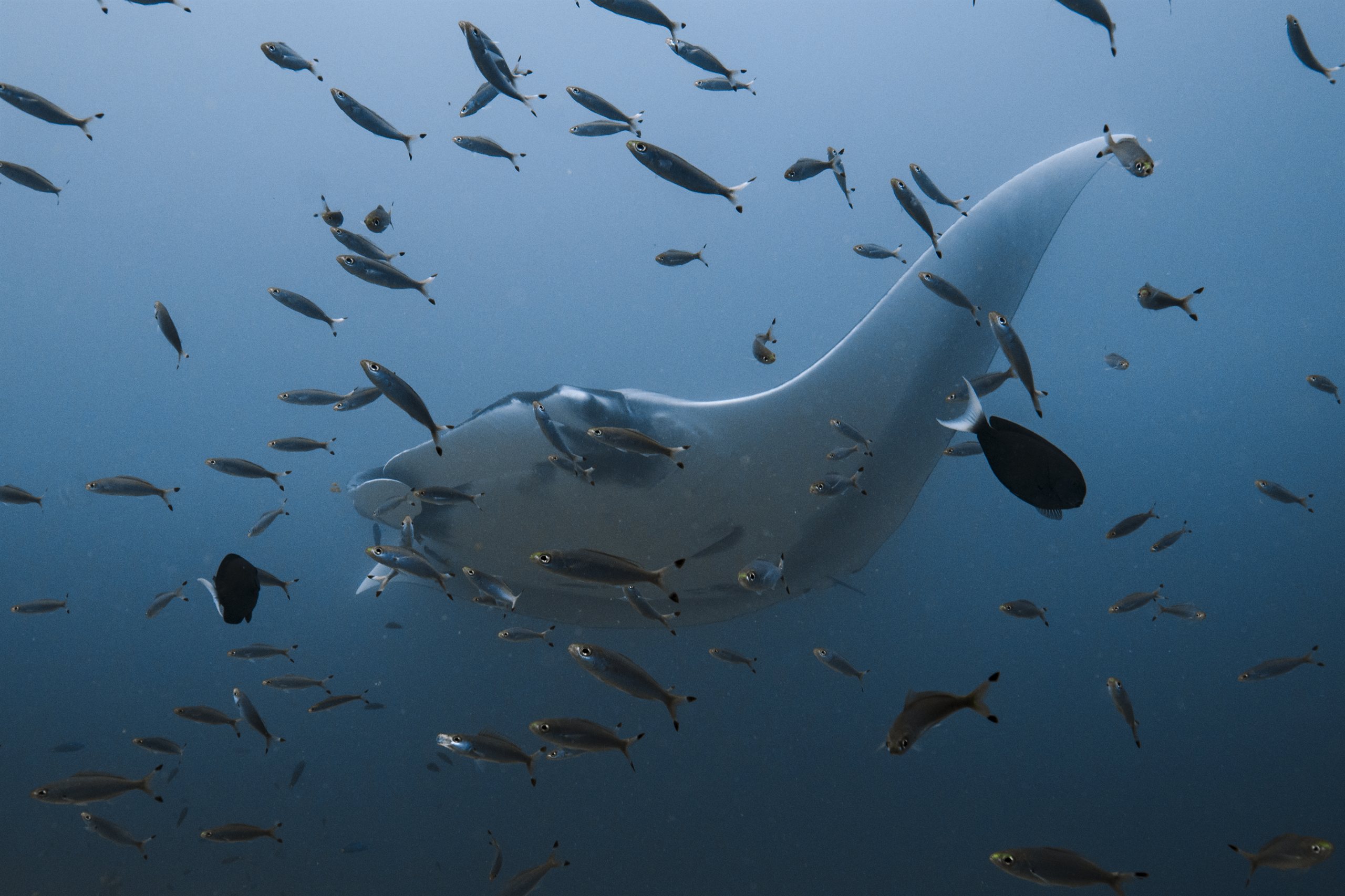 Manta ray gliding through blue water