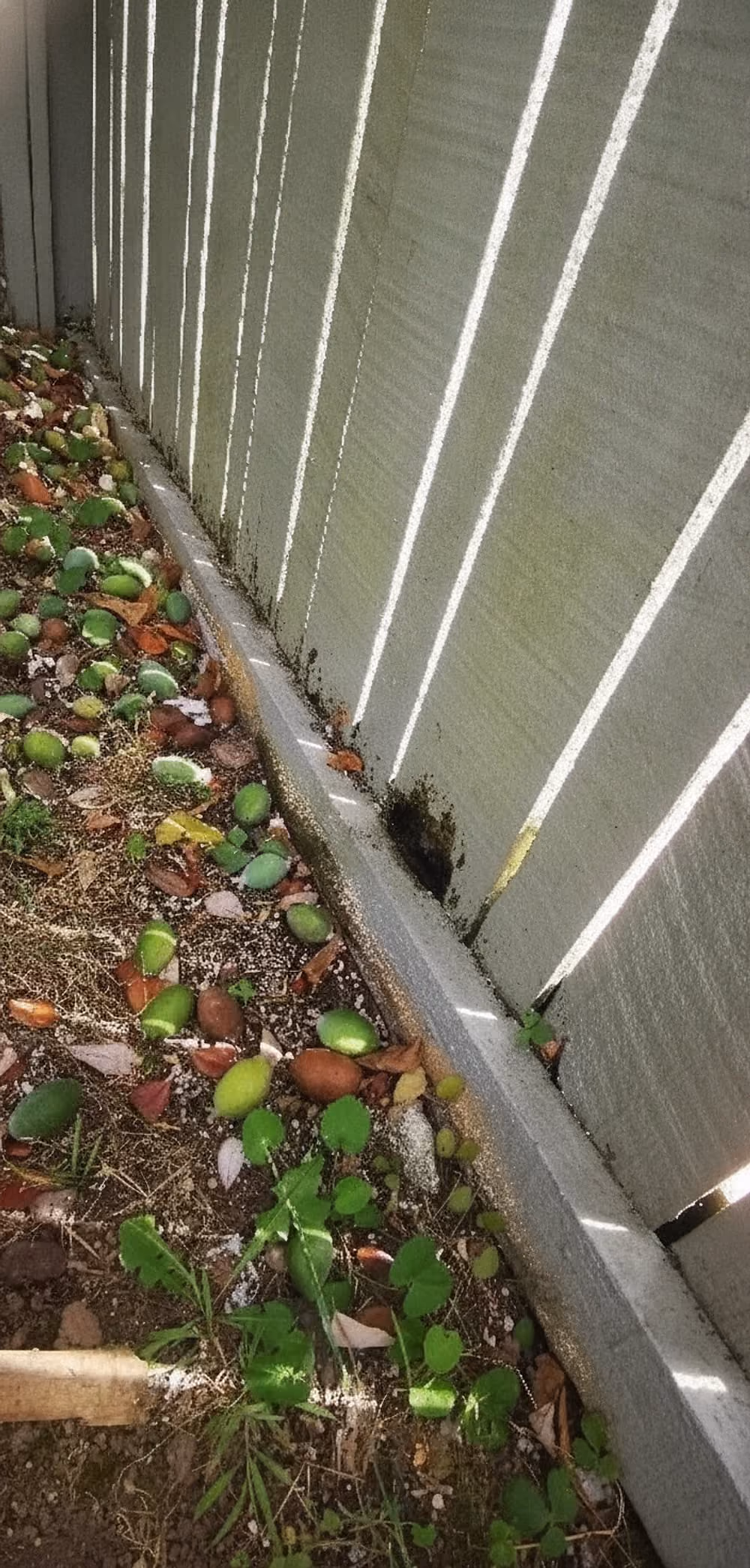 Ground area next to a grey fence with scattered green and brown fallen fruits or seeds, some patches of small green plants, dried leaves, and sunlight casting striped shadows from the fence slats.