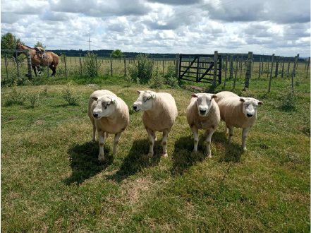 Ovejas Texel en el campo