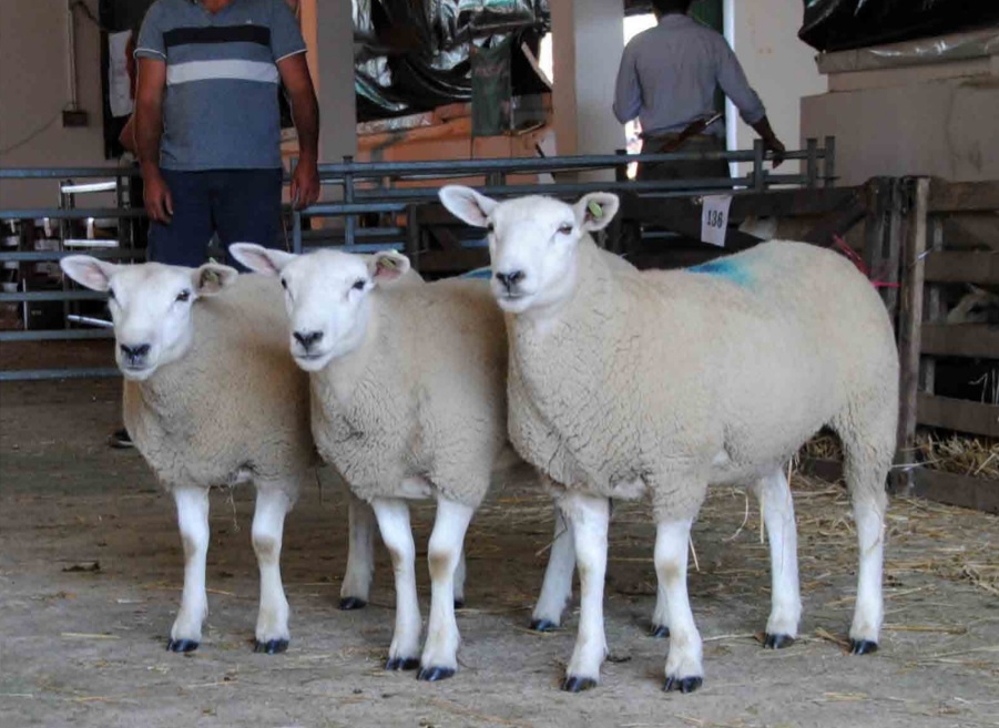 Carneros Texel en exposición