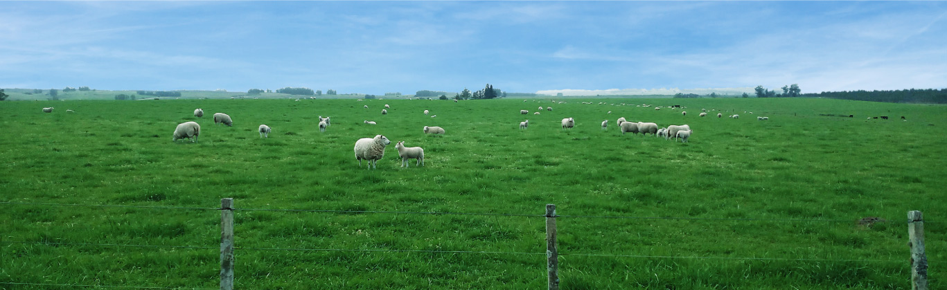 ¿Por qué criar Texel?