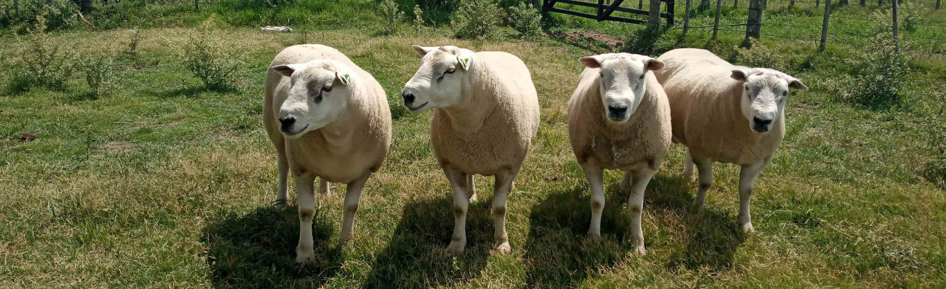 Venta de reproductores Texel