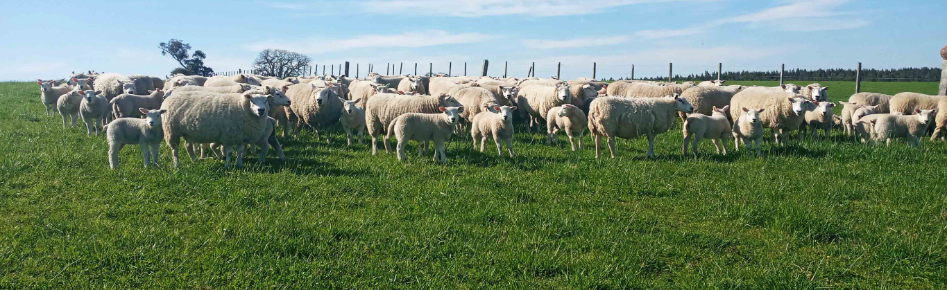 Majada Texel Garzón