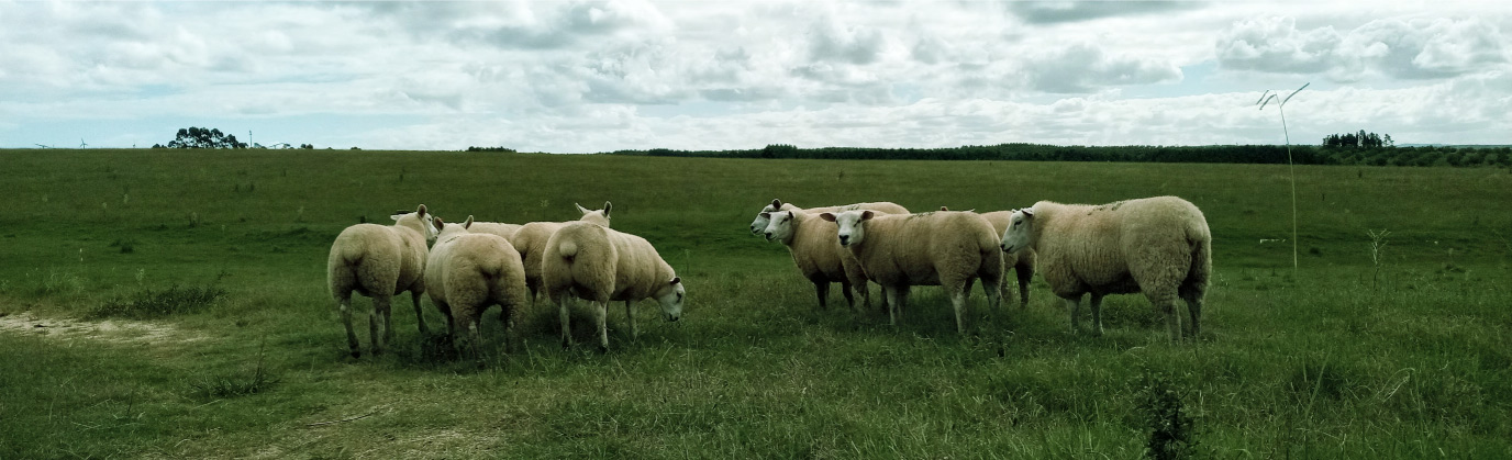 Noticias Texel Garzón