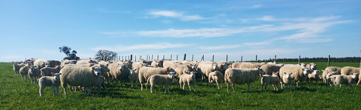 Contacto Texel Garzón