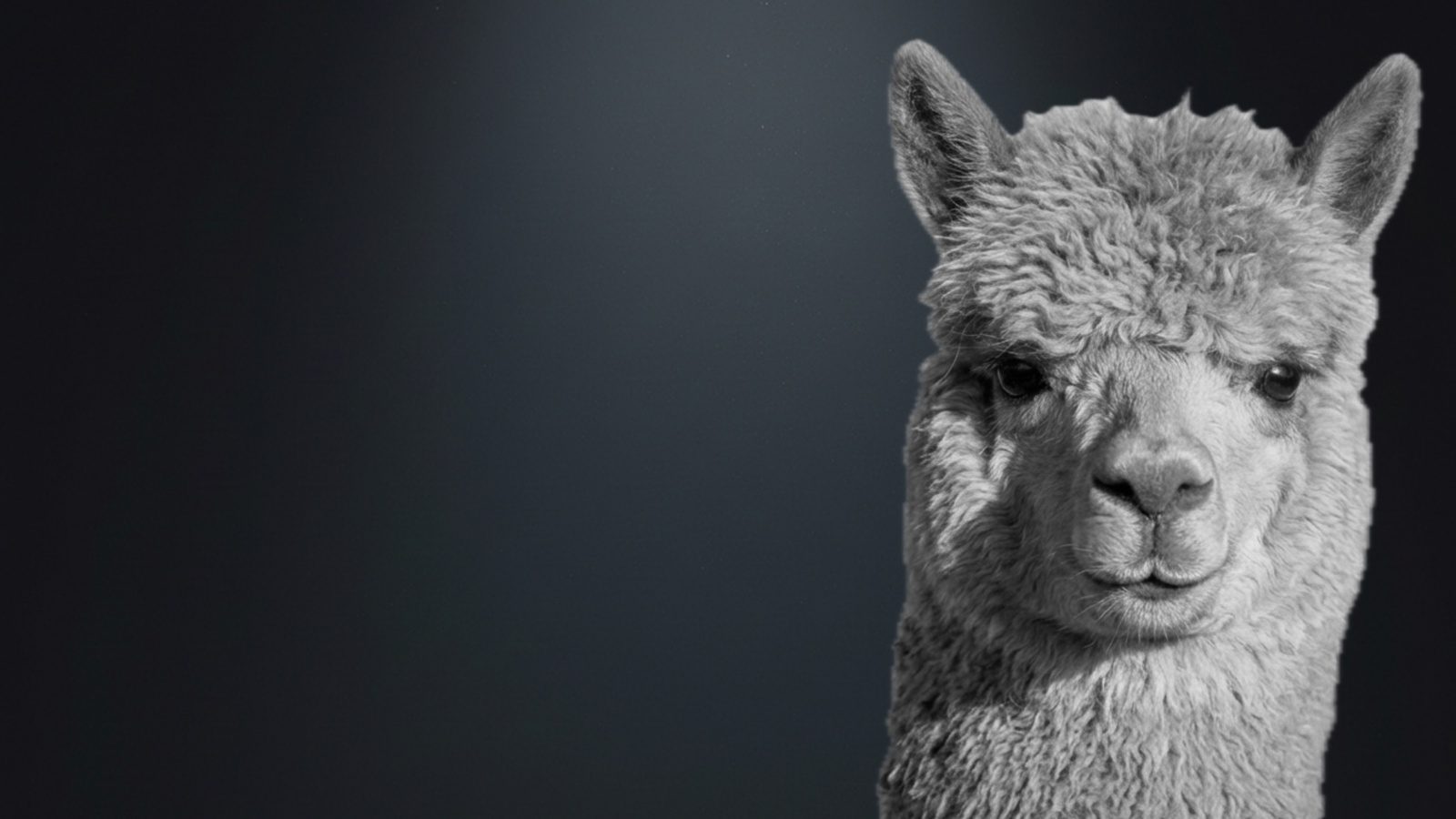 Black and white portrait of an alpaca