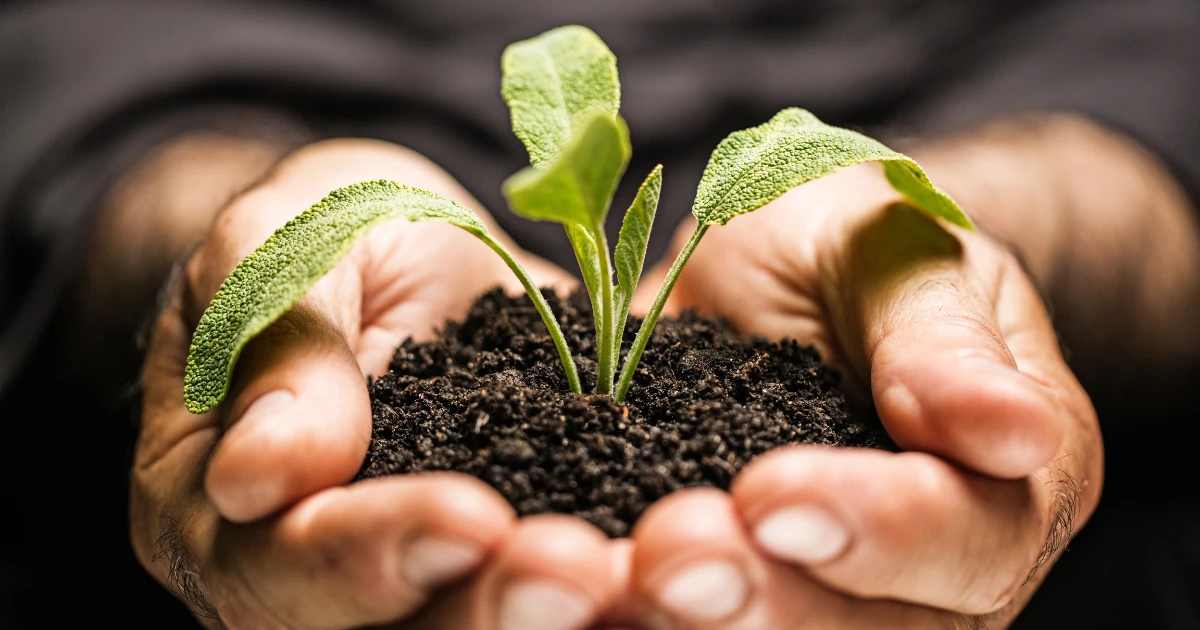 Hands holding soil and a growing seedling