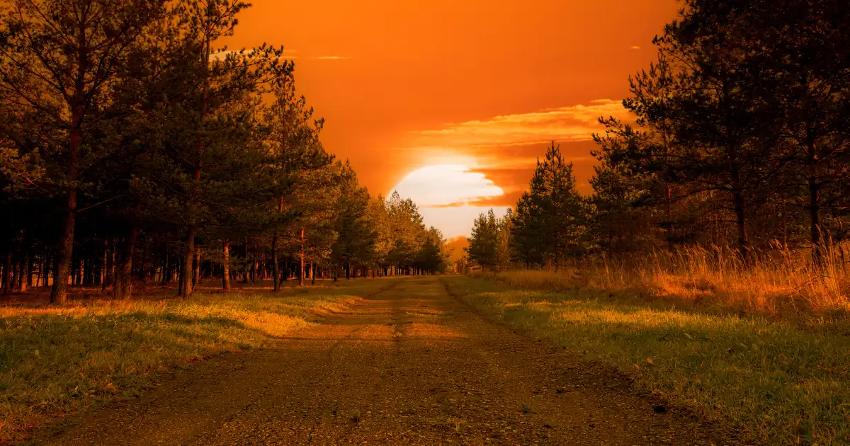 Sunset over a woodland path