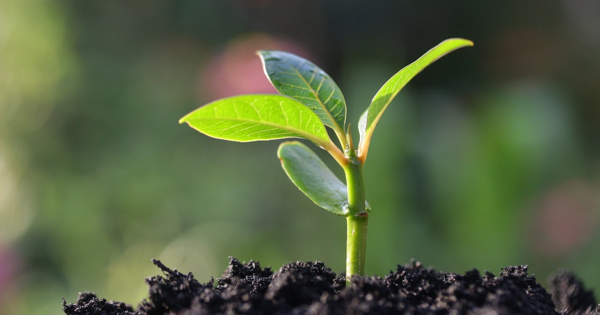 Close-up of new green leaves on a plant
