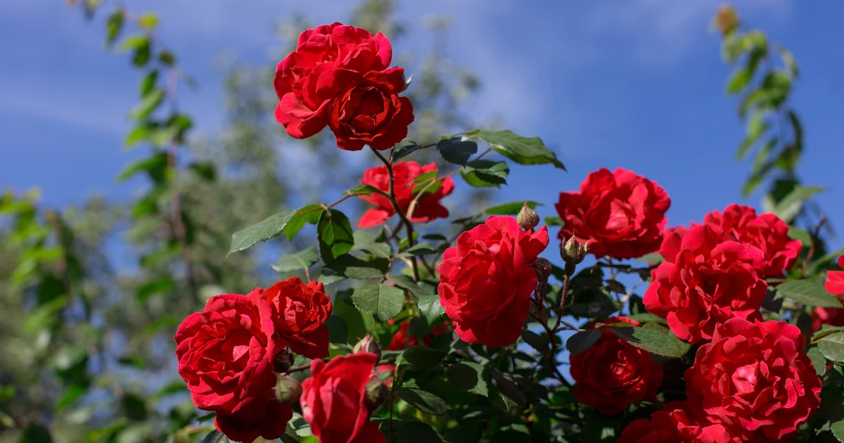 Red roses flowering against a blue sky