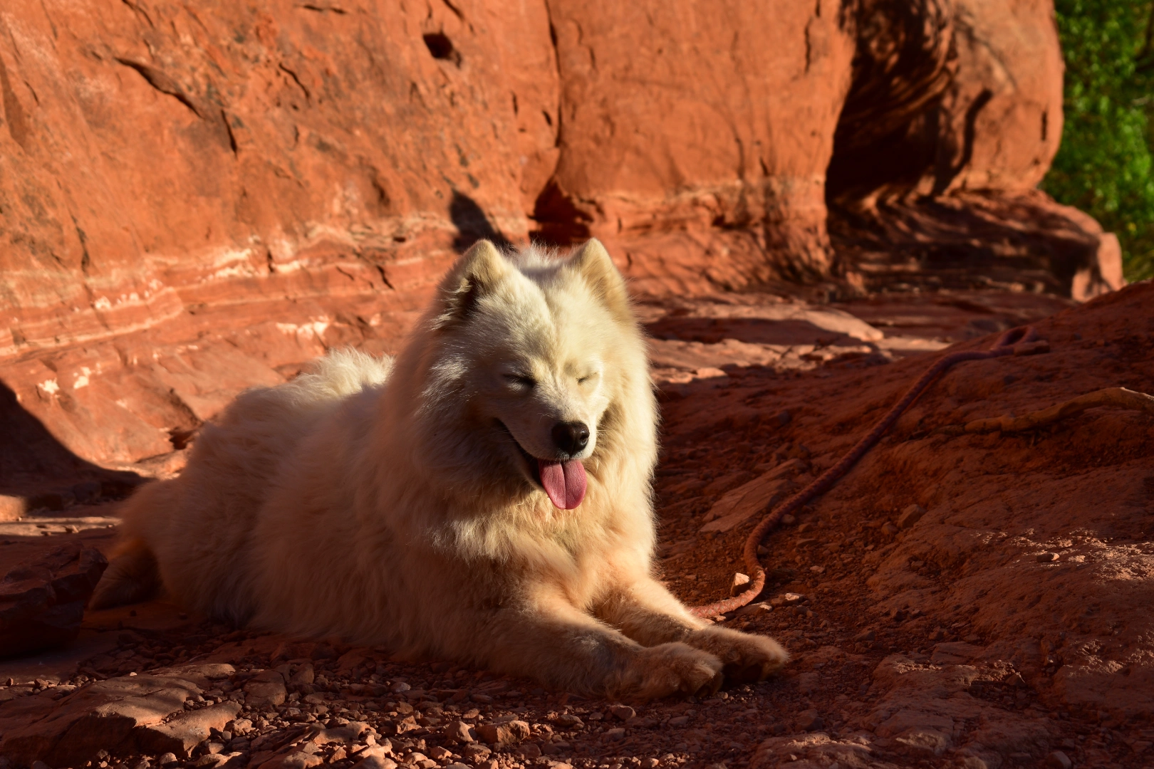 Fluffy white dog resting in the shade of a red rock, a dog-friendly trail companion