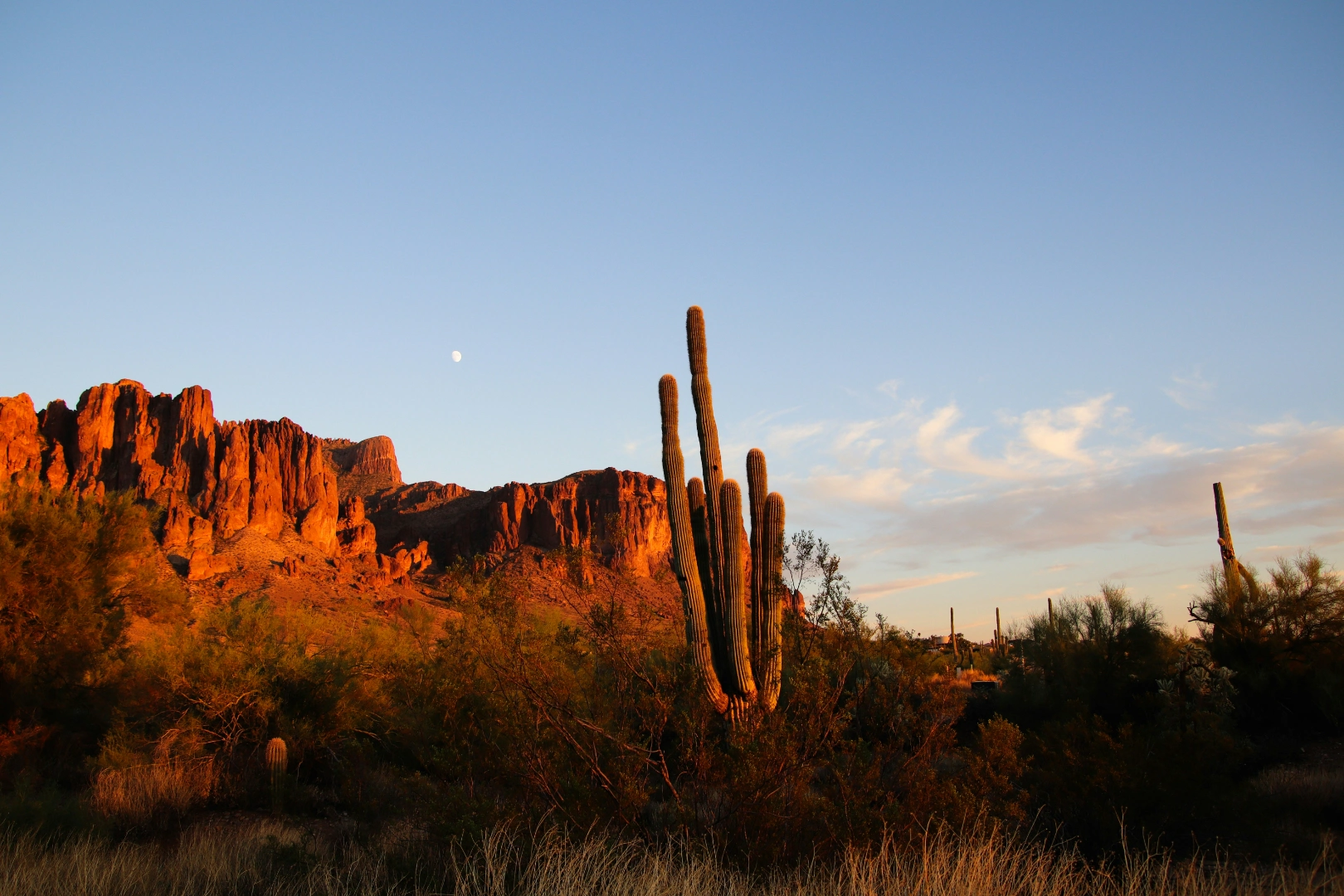 Saguaro cactus and red rock cliffs glowing in warm sunset light with a faint moon