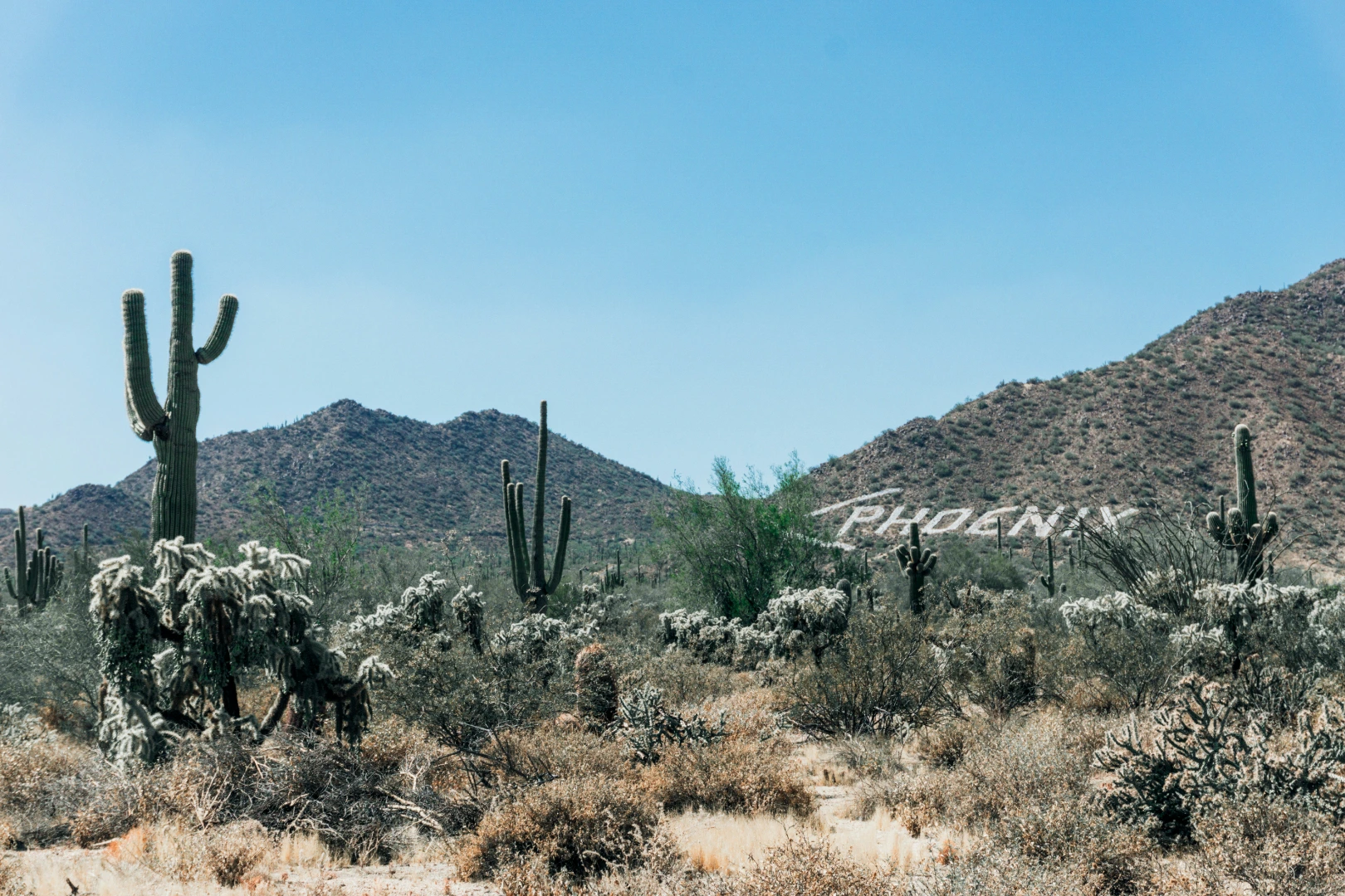 Saguaro cacti and desert hills in Phoenix's Sonoran landscape, with the city's name on the slope