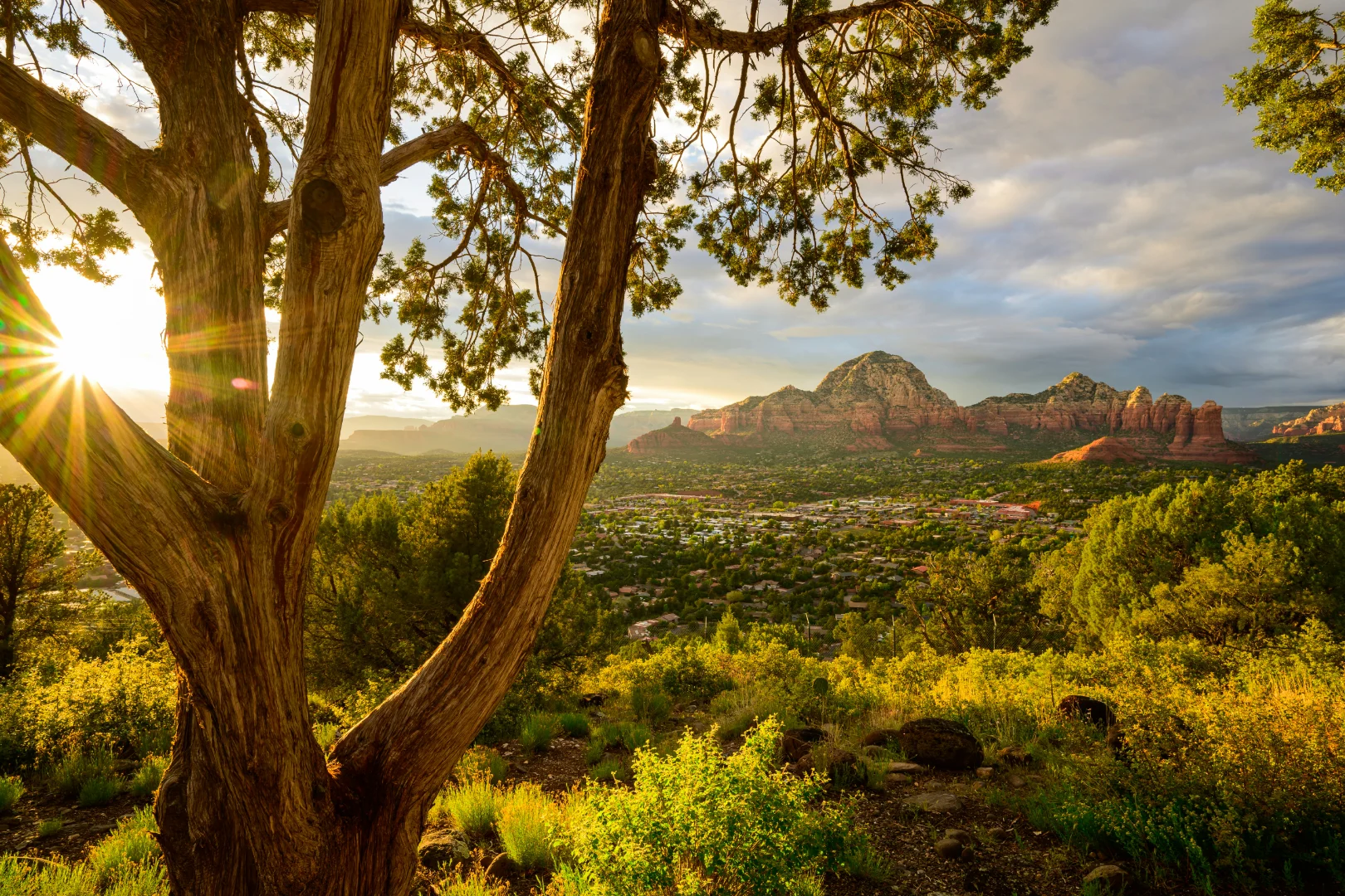 Sunburst through a juniper tree over the red rocks and town of Uptown Sedona