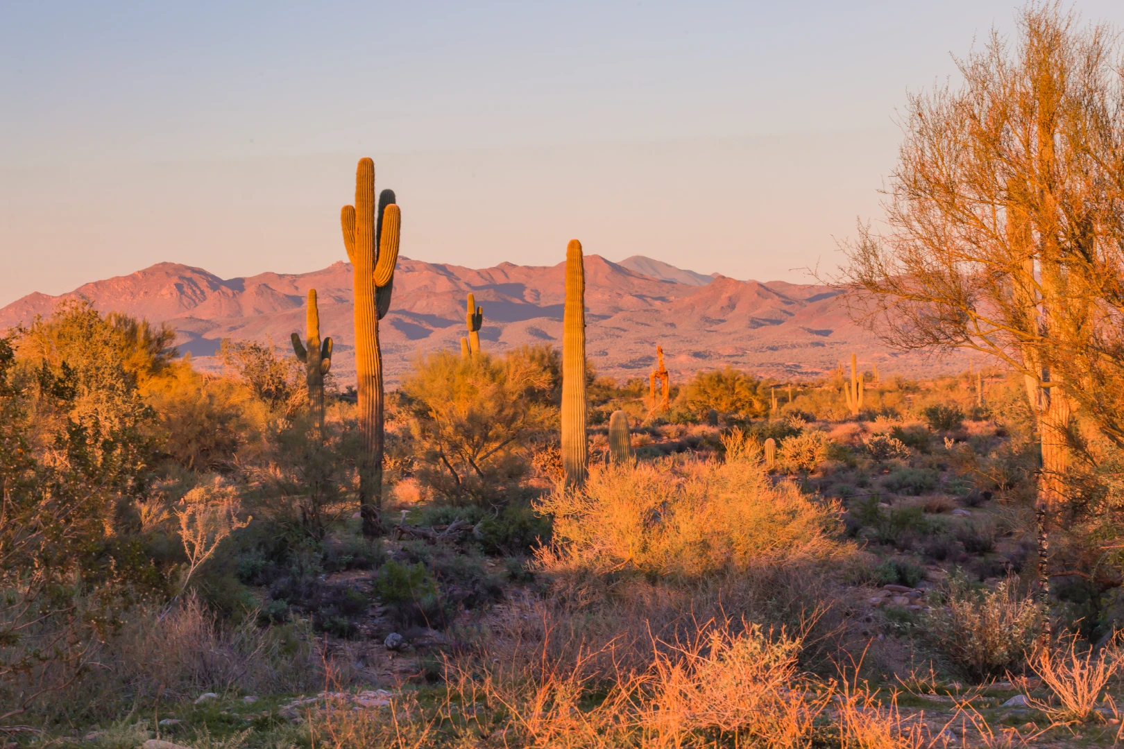 Saguaro cacti and desert hills softly lit by golden evening light