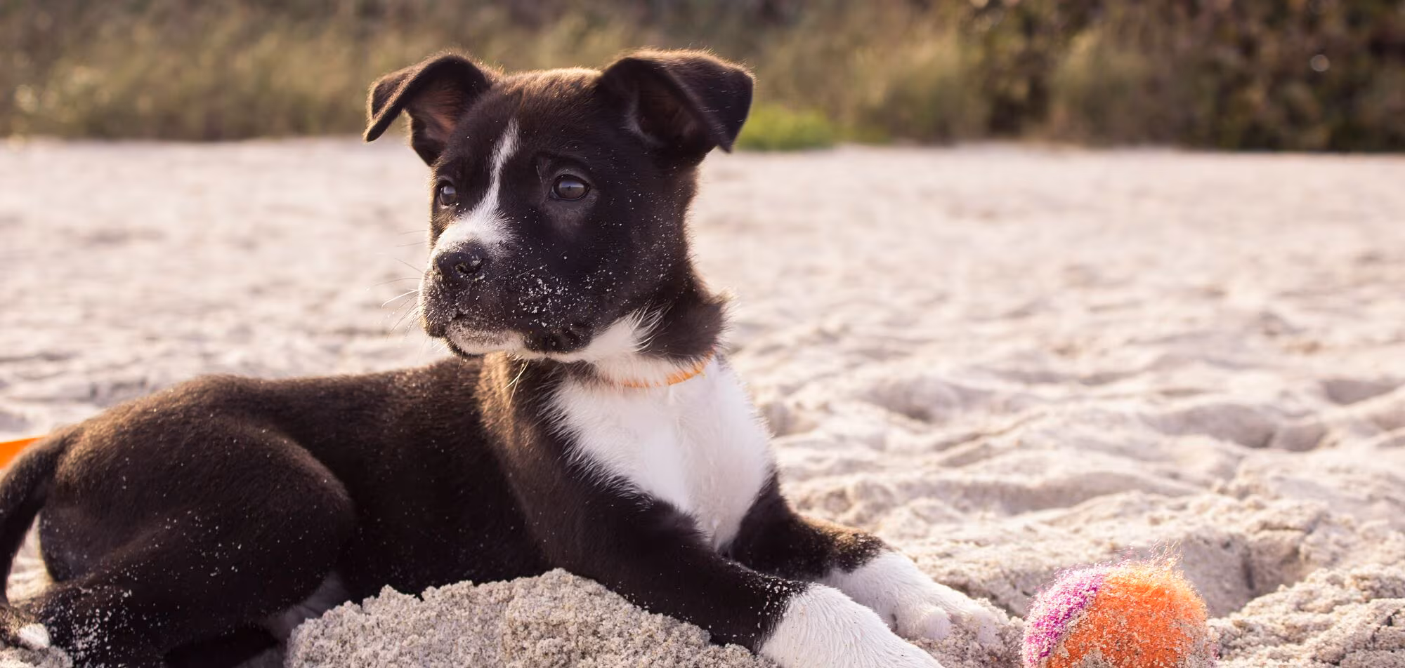 Dog on the beach with a ball
