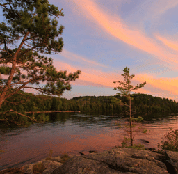 Pines on a rocky lakeshore at sunset on Minnesota’s North Shore