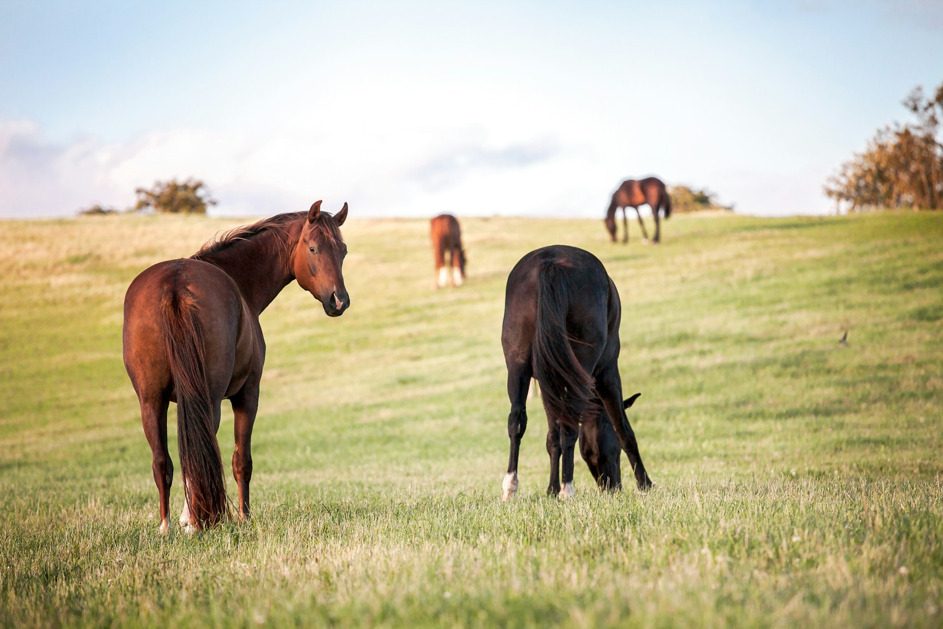 Horse photo: meadow four horses