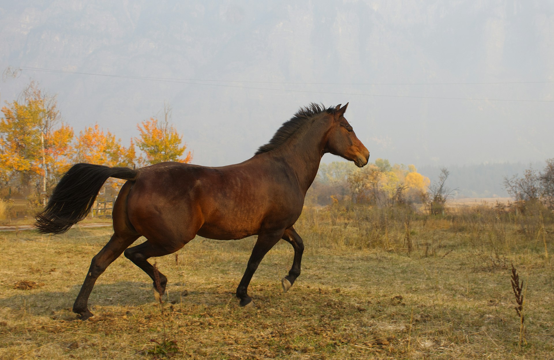Horse photo: autumn horse running