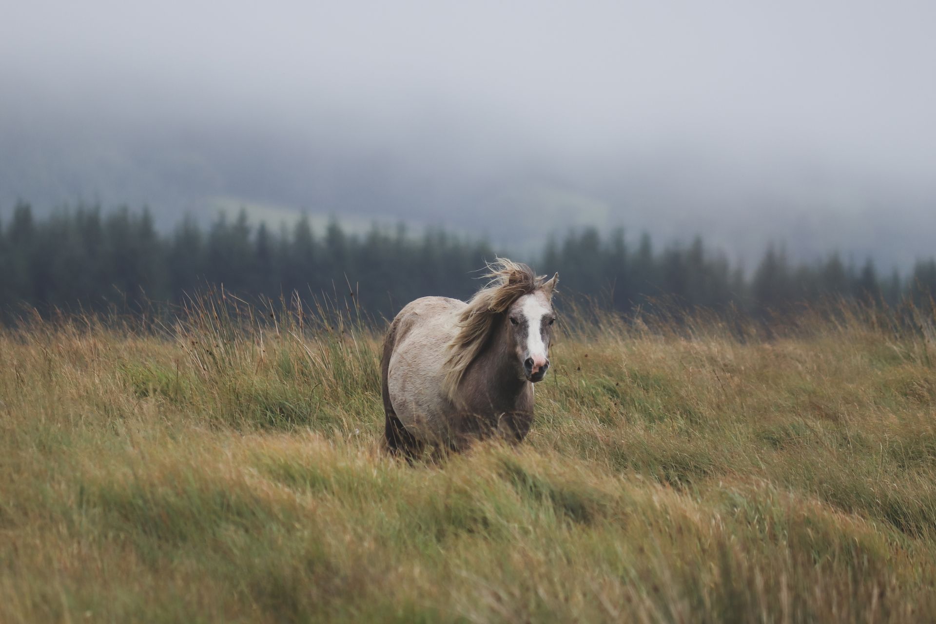 Horse photo: misty meadow