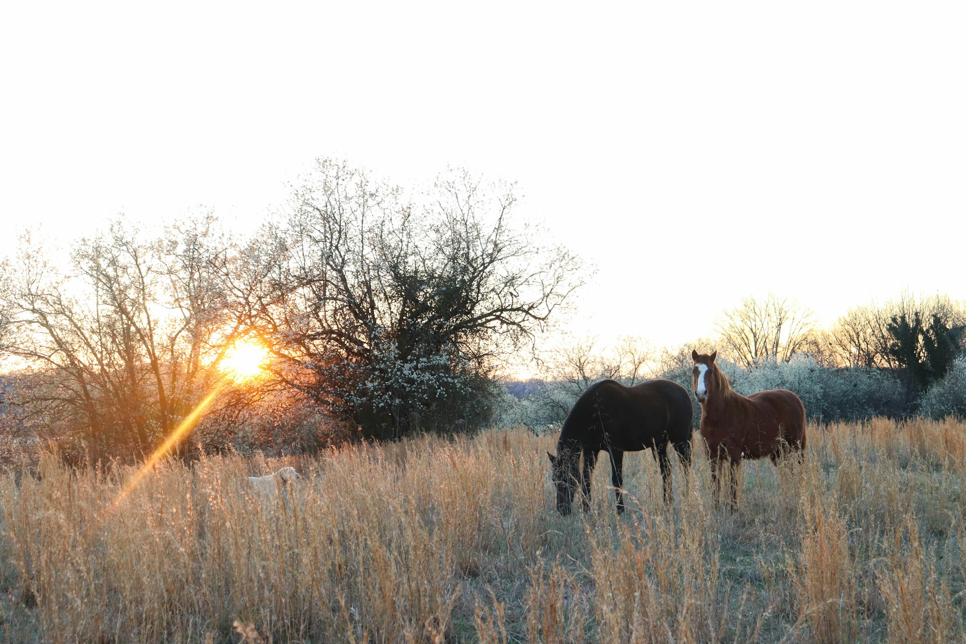 Horse photo: golden hour grazing