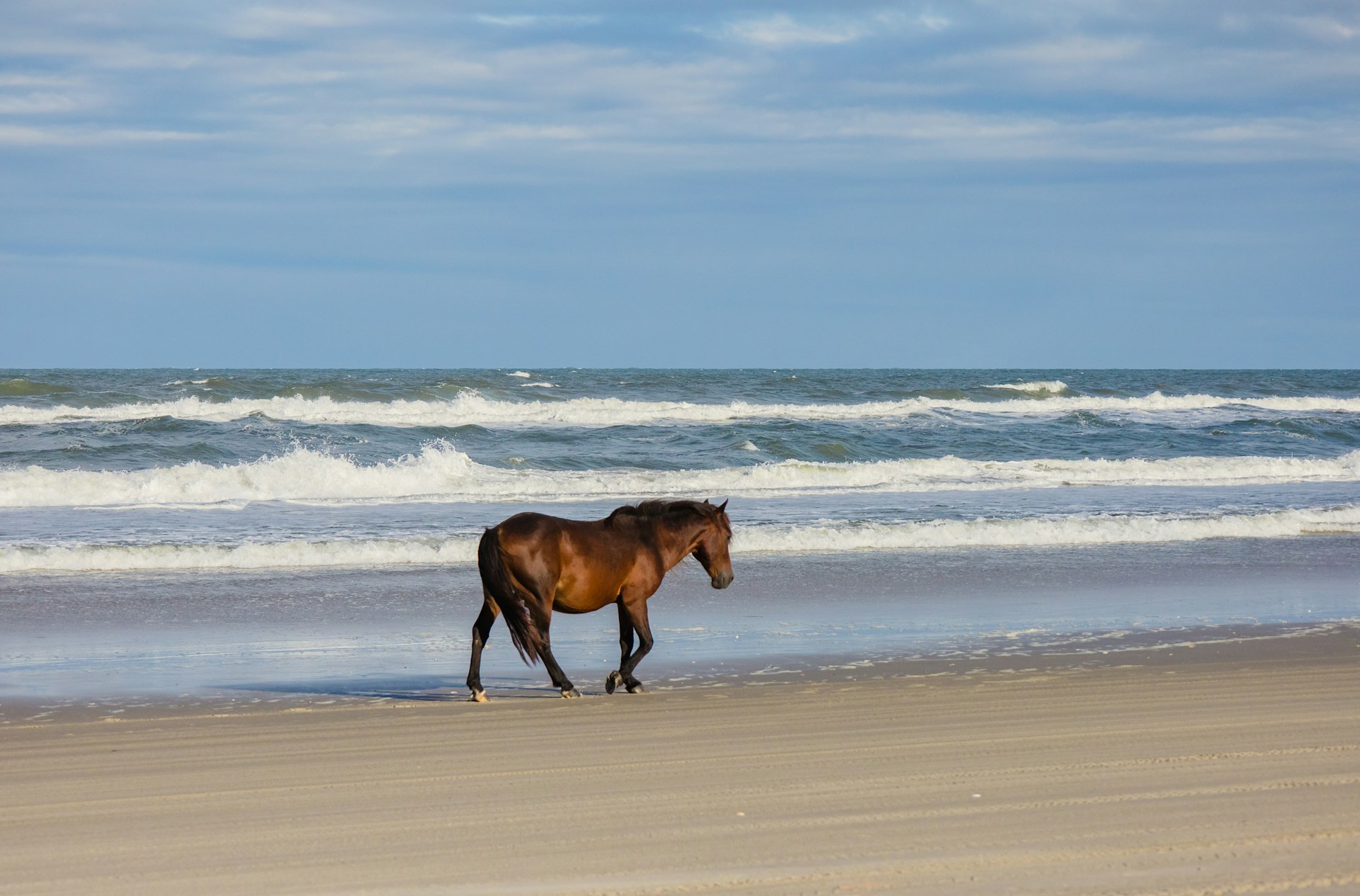 Horse photo: sandy beach brown horse