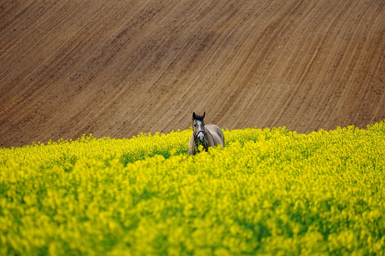 Horse photo: rapeseed field