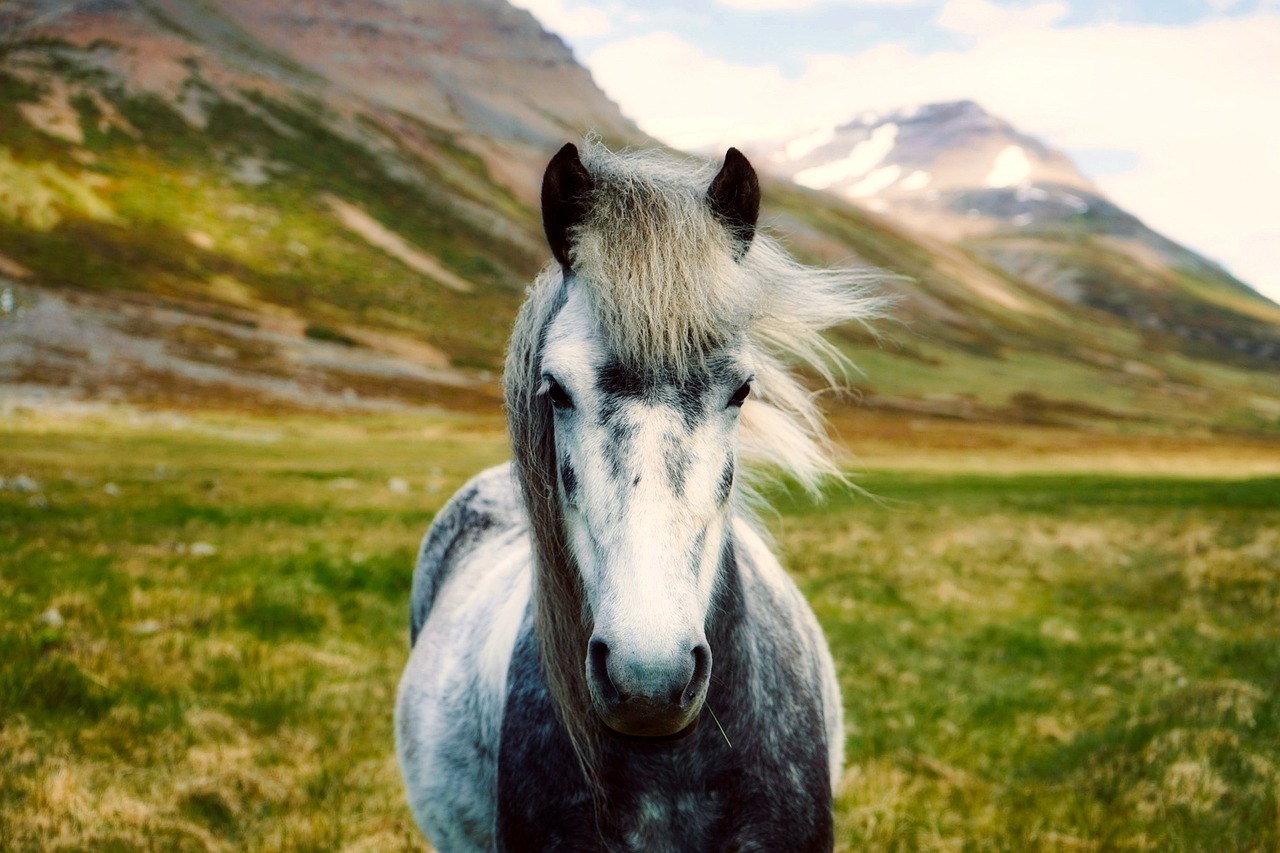 Horse photo: iceland wild landscape
