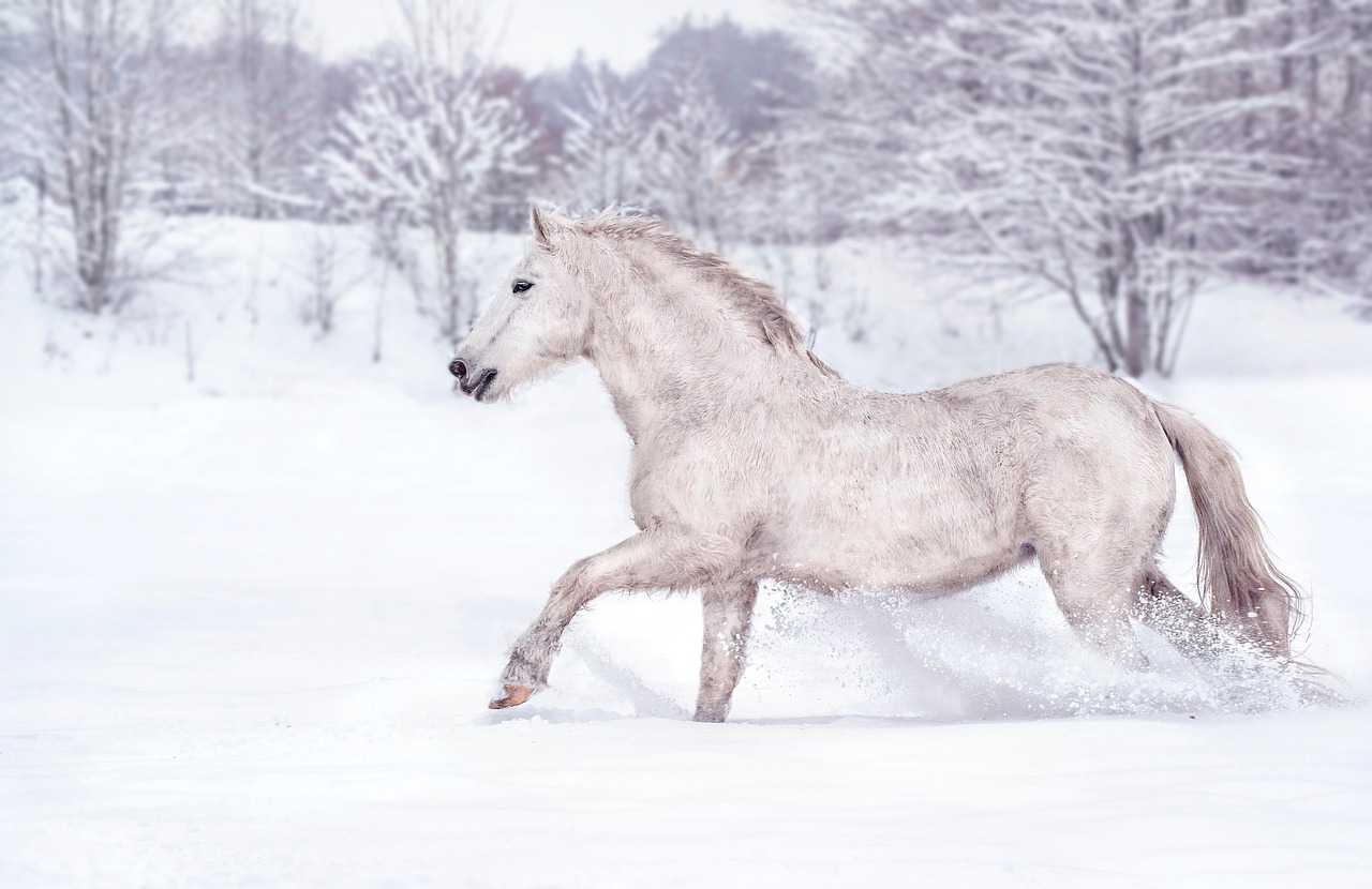 Horse photo: winter snow running