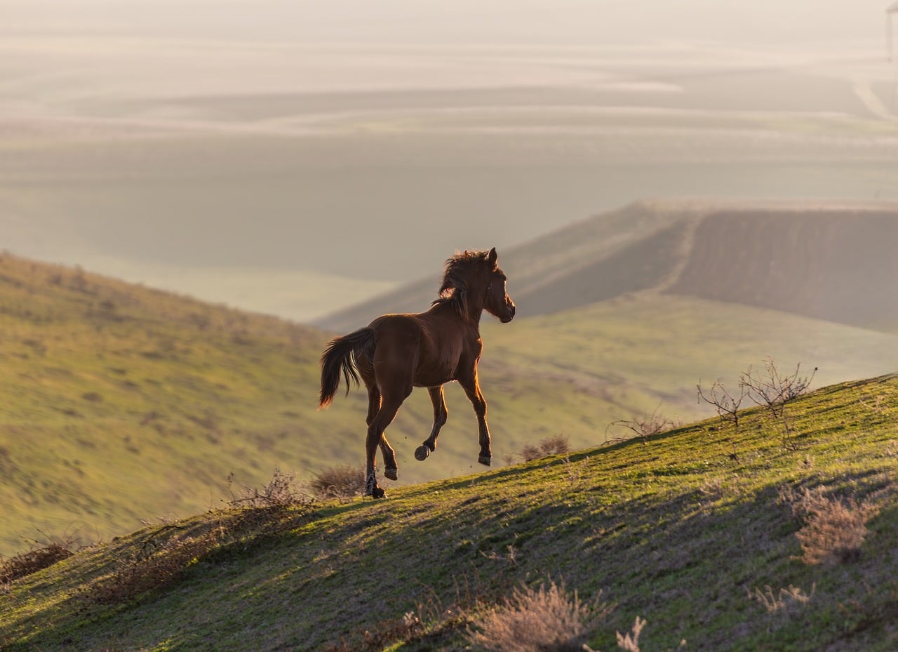 Horse photo: sunset hills wild