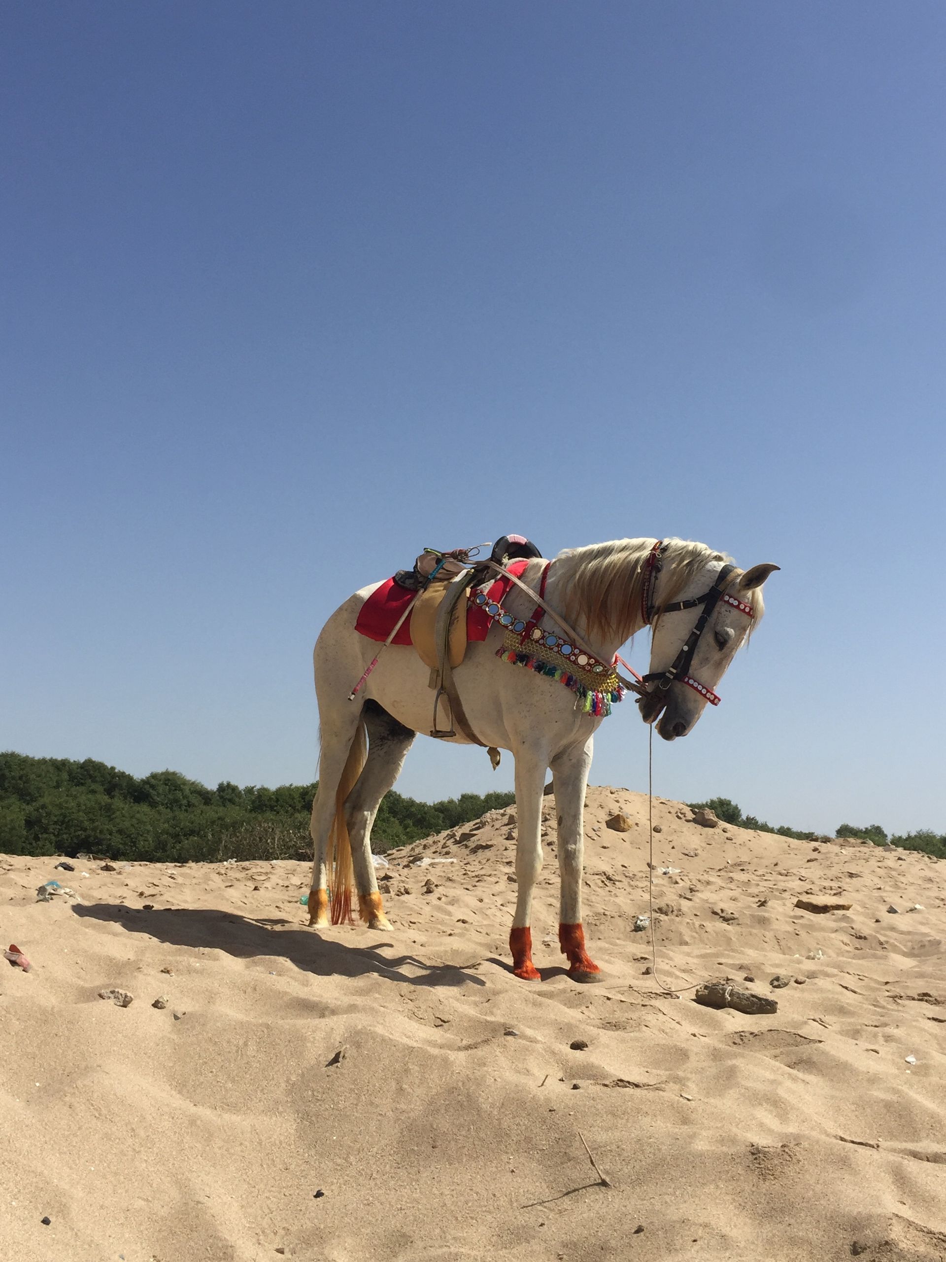 Horse photo: sand dune horse