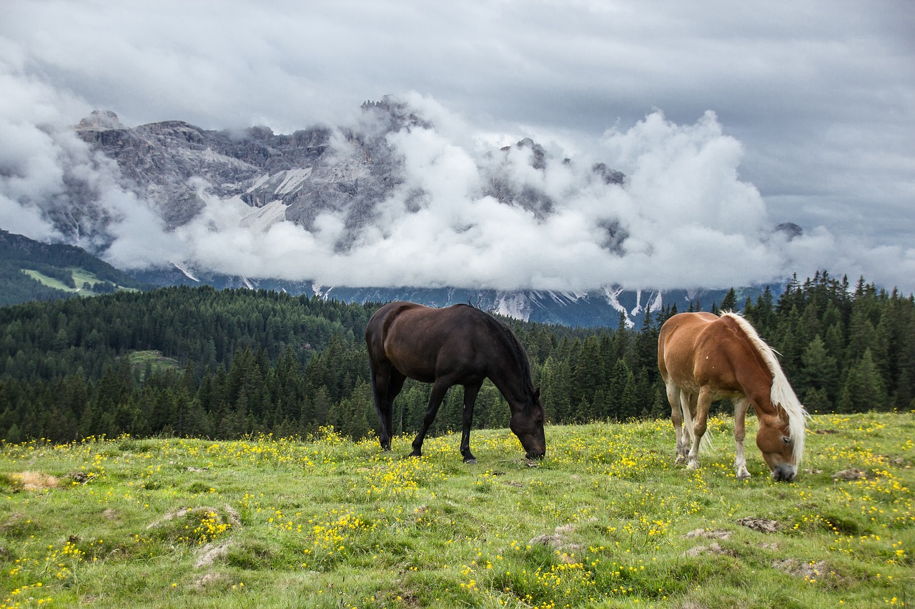 Horse photo: mountain horses