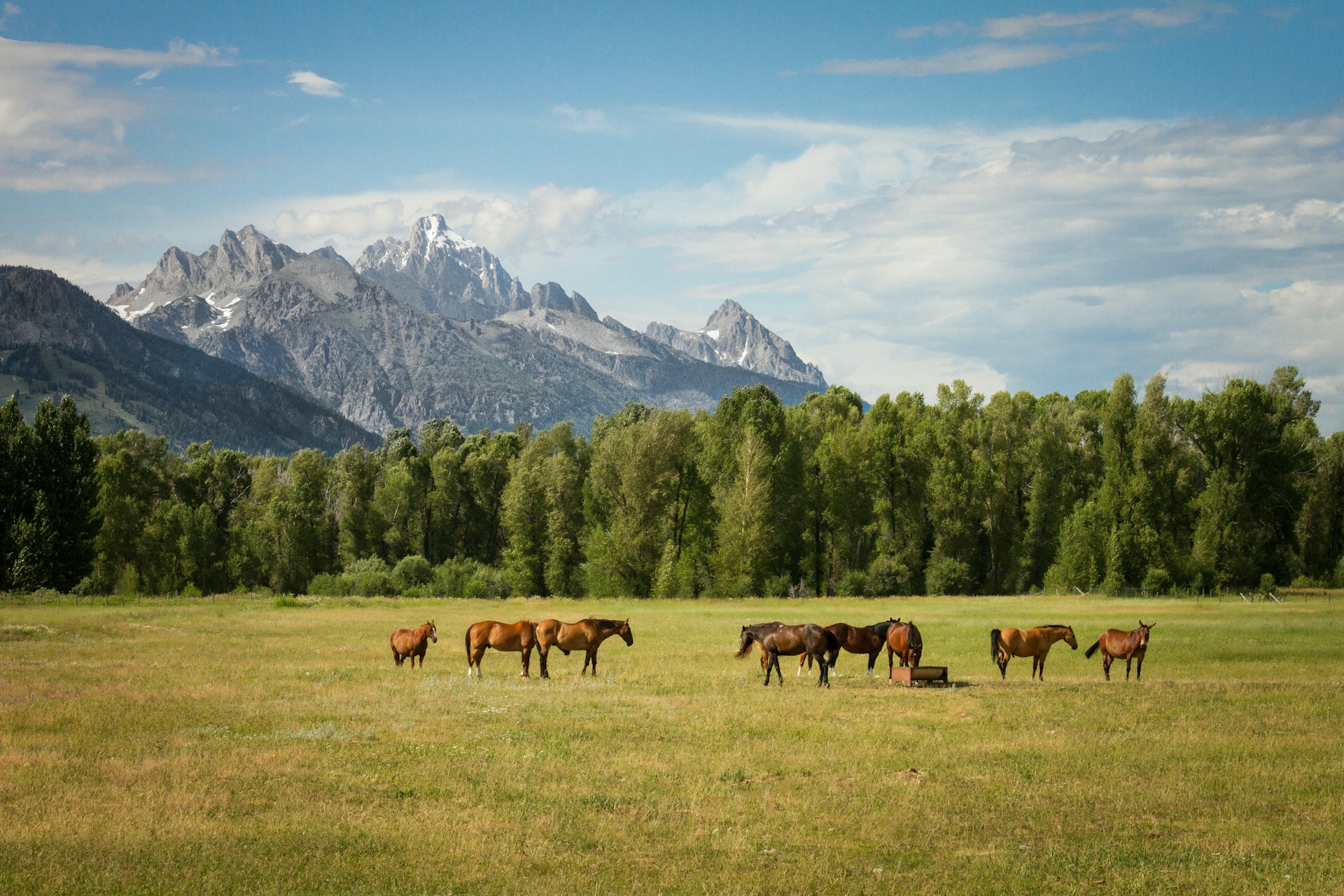 Horse photo: mountains horse group