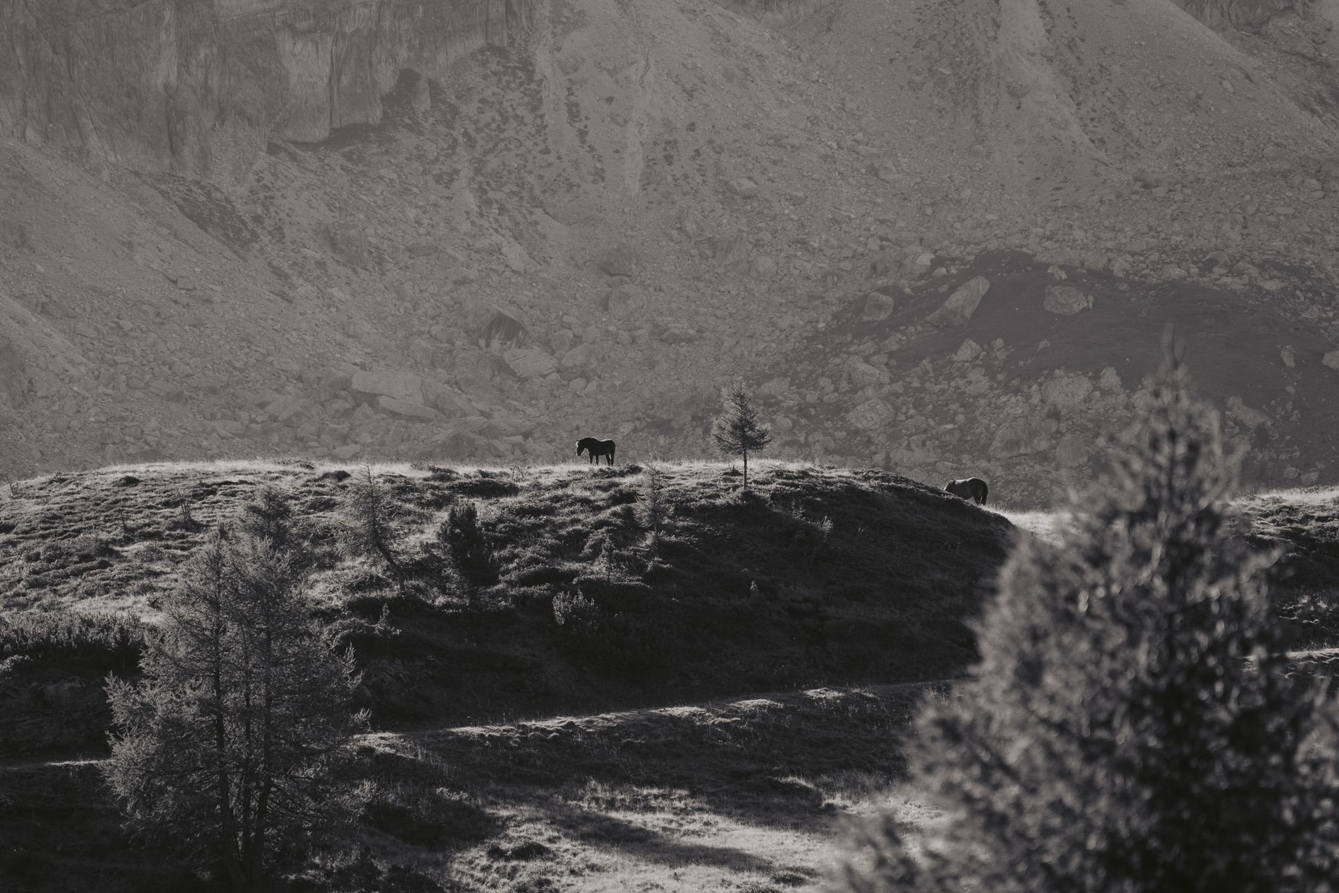Horse photo: rugged hill black white