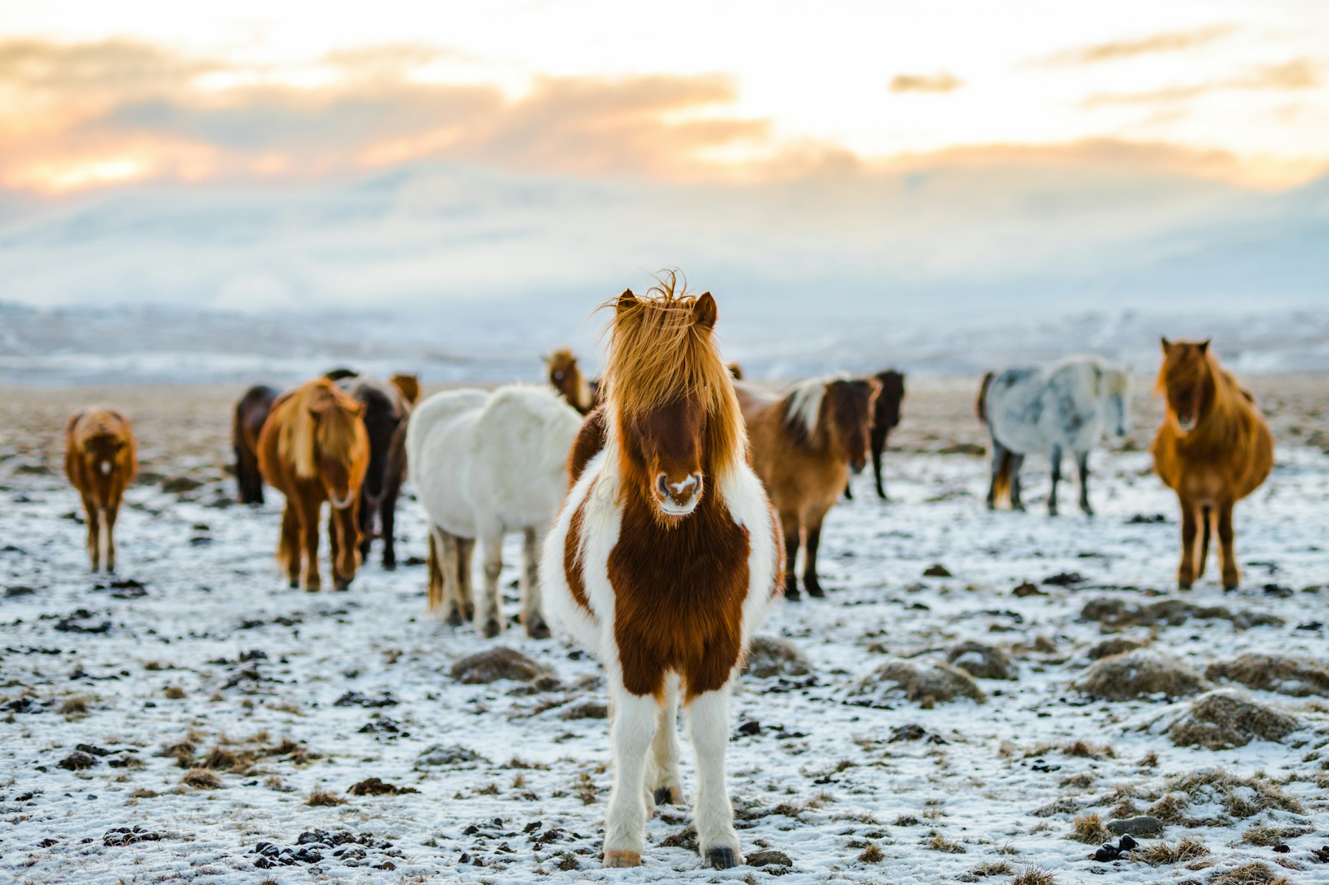 Horse photo: snow icelandic herd