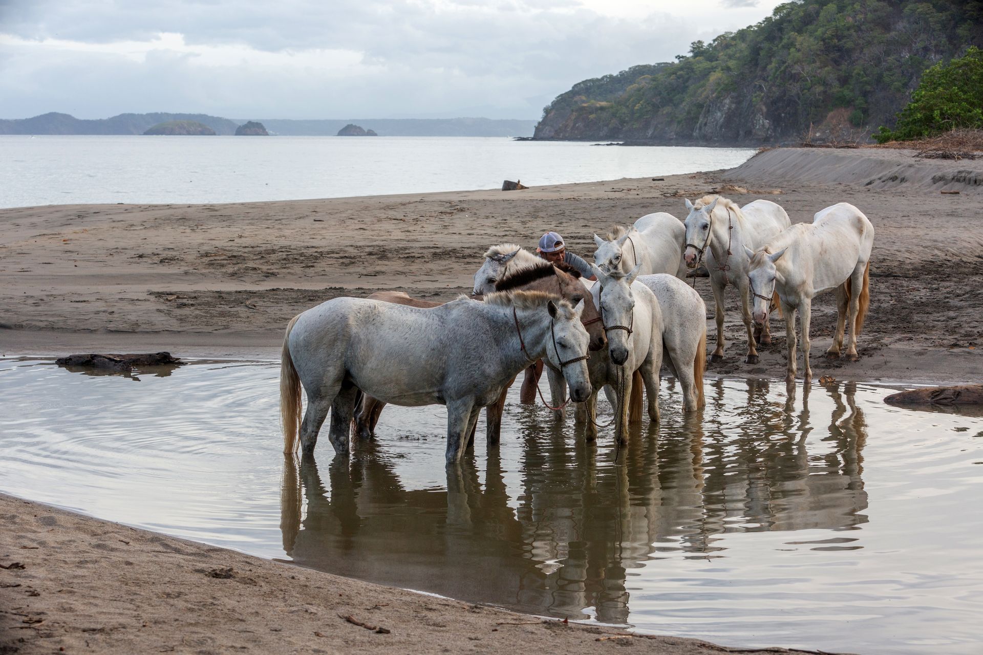 Horse photo: costa rica beach white horses